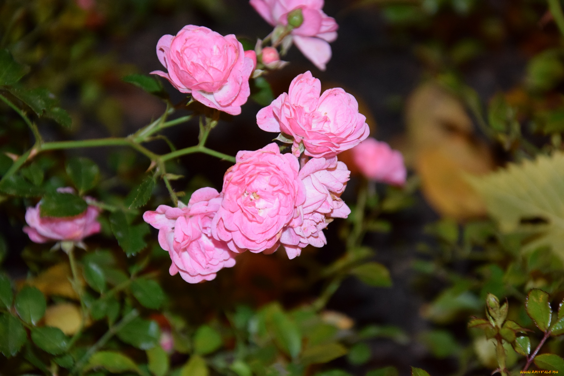 цветы, розы, бутон