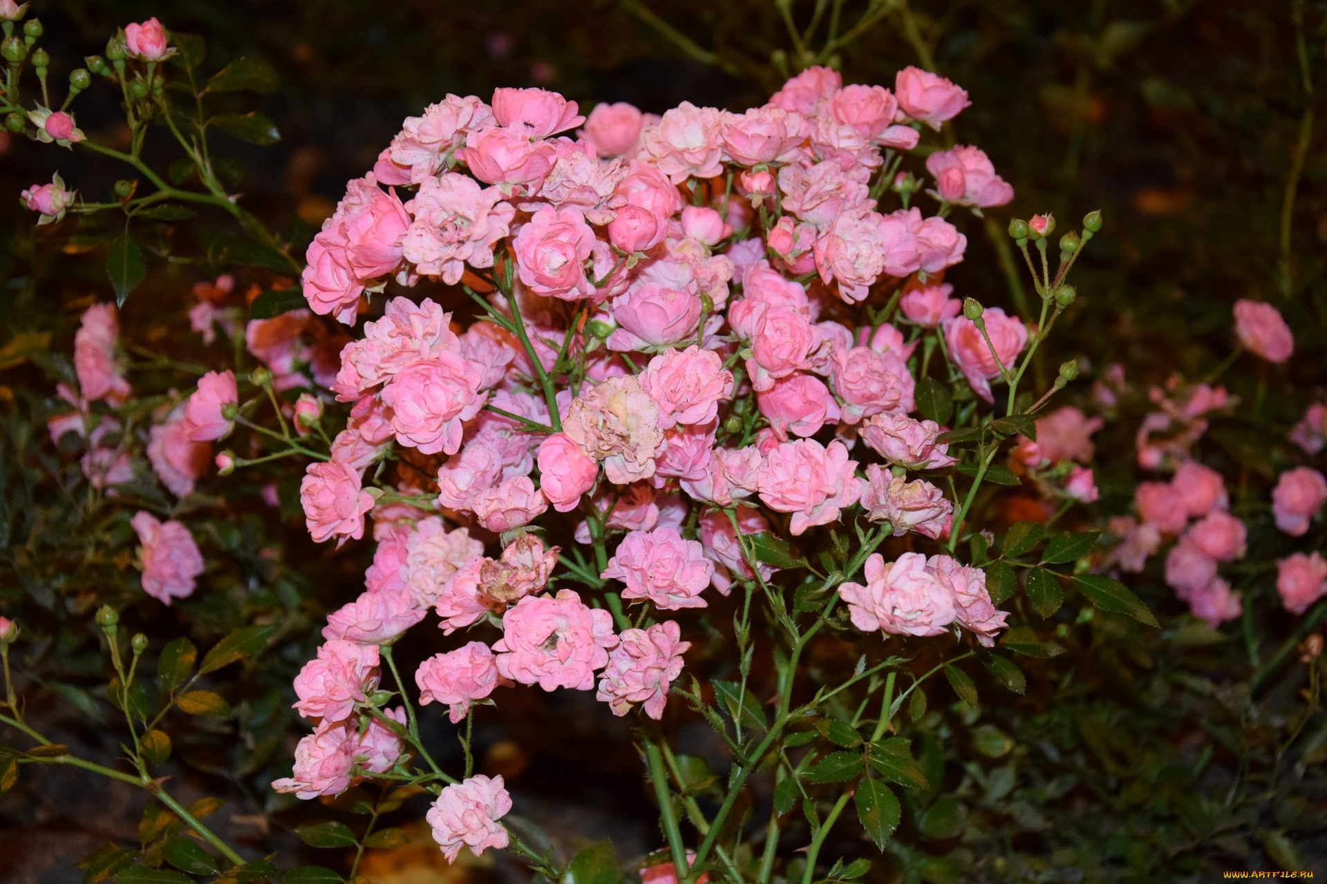 цветы, розы, бутон