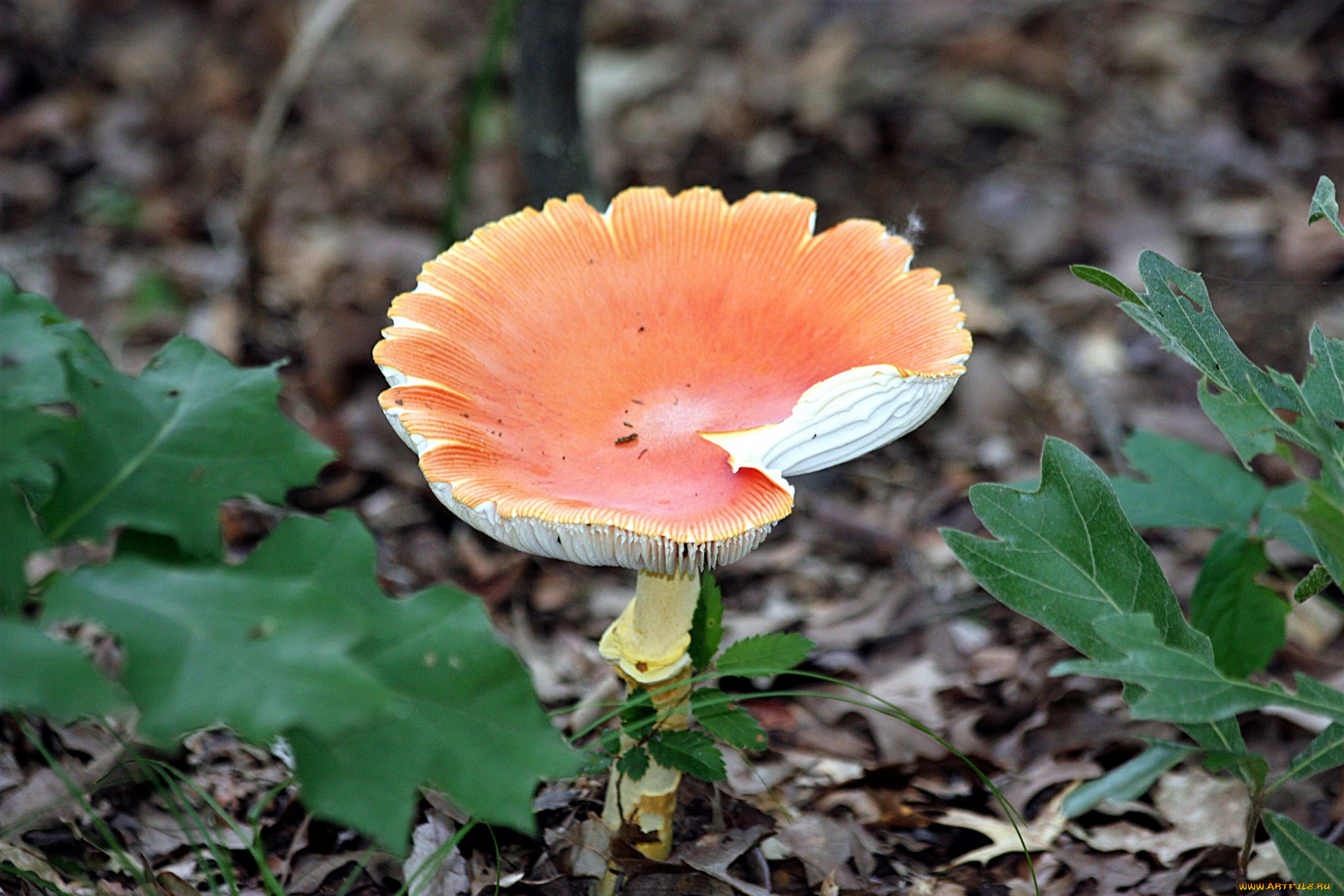 природа, грибы, , мухомор, шляпка