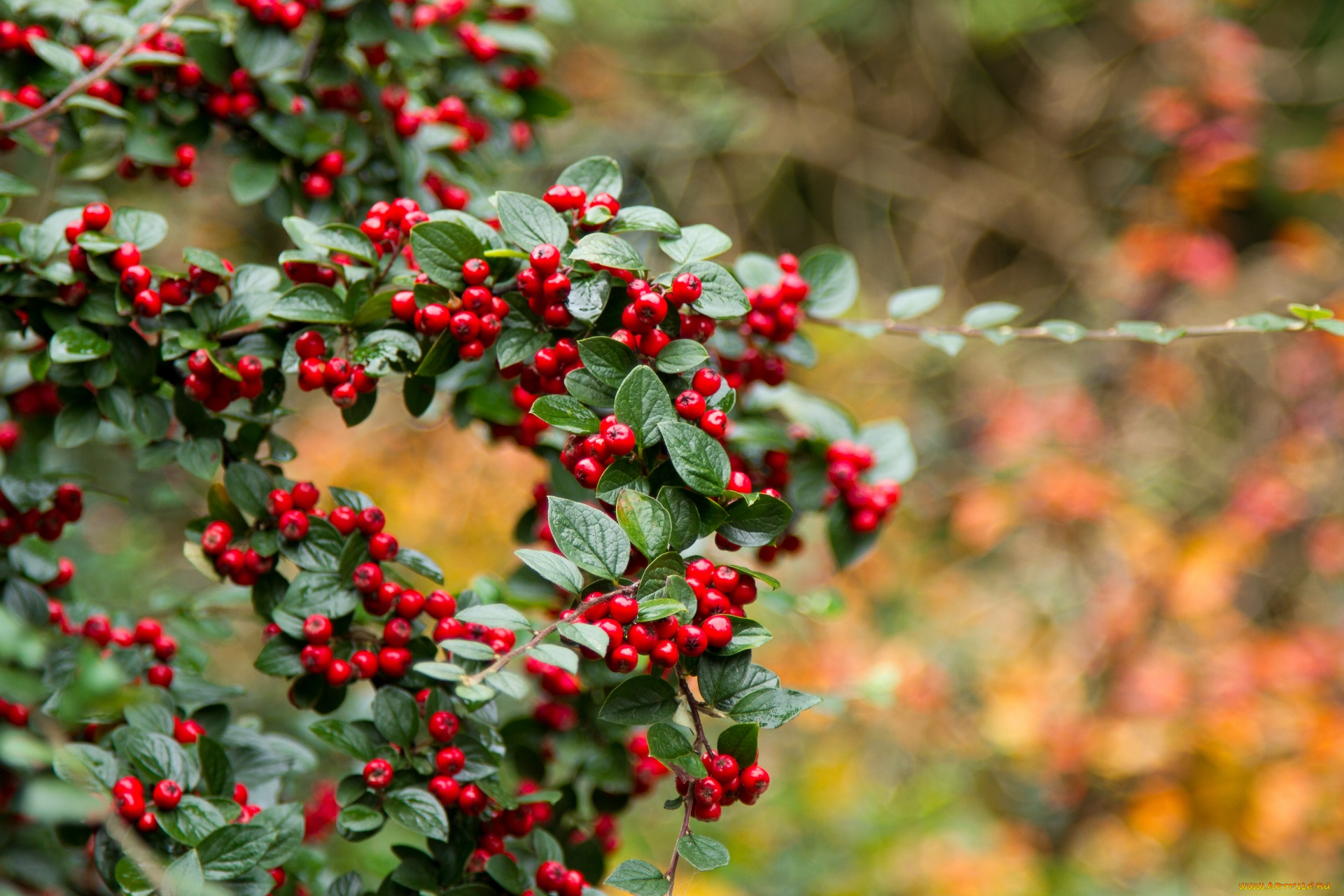 природа, Ягоды, красные, ягоды