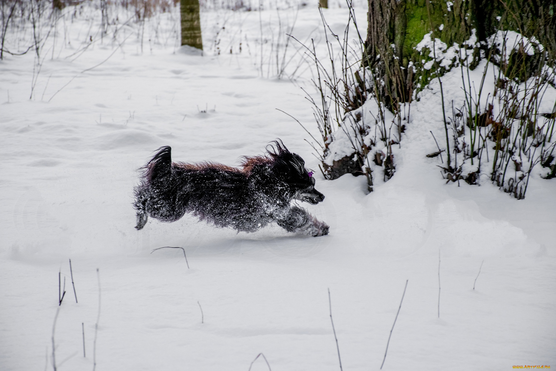 животные, собаки, снег