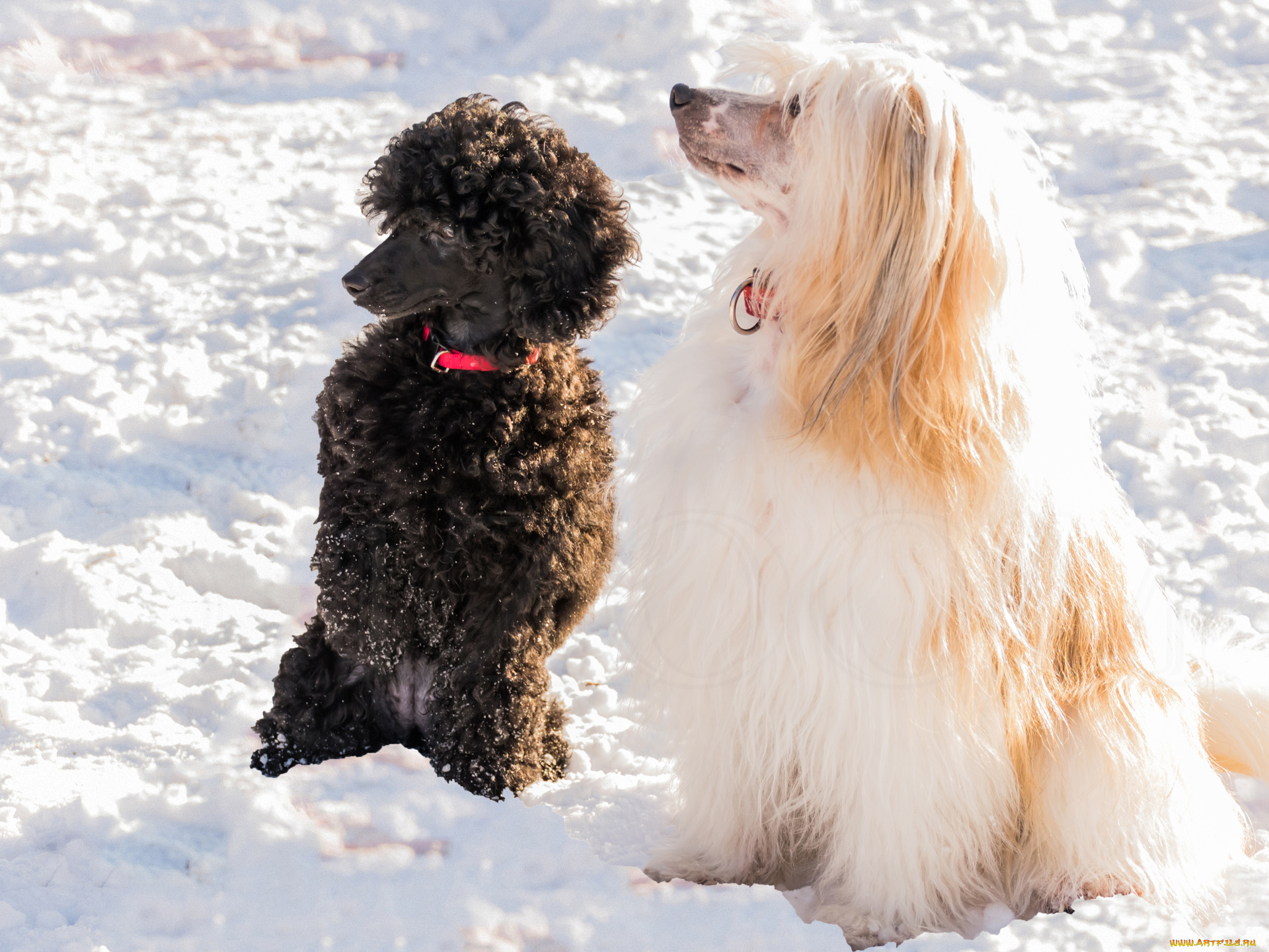животные, собаки, двое
