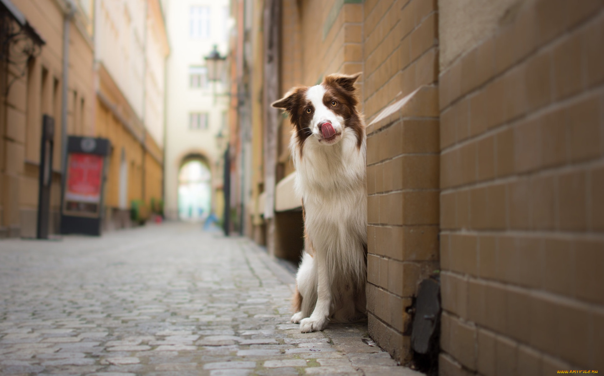 животные, собаки, townhouses, border, collie, street, dog, бордер-колли, look