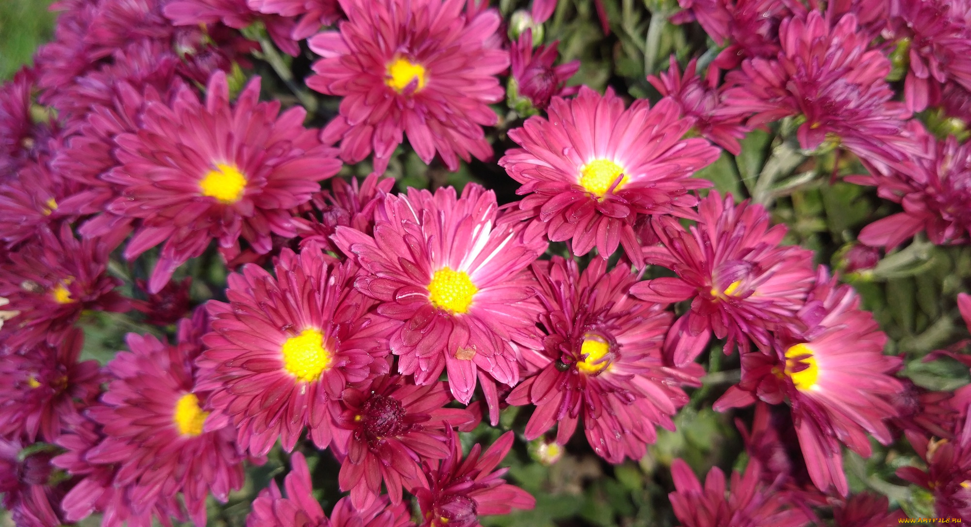 цветы, хризантемы, осень, октябрь, 2017