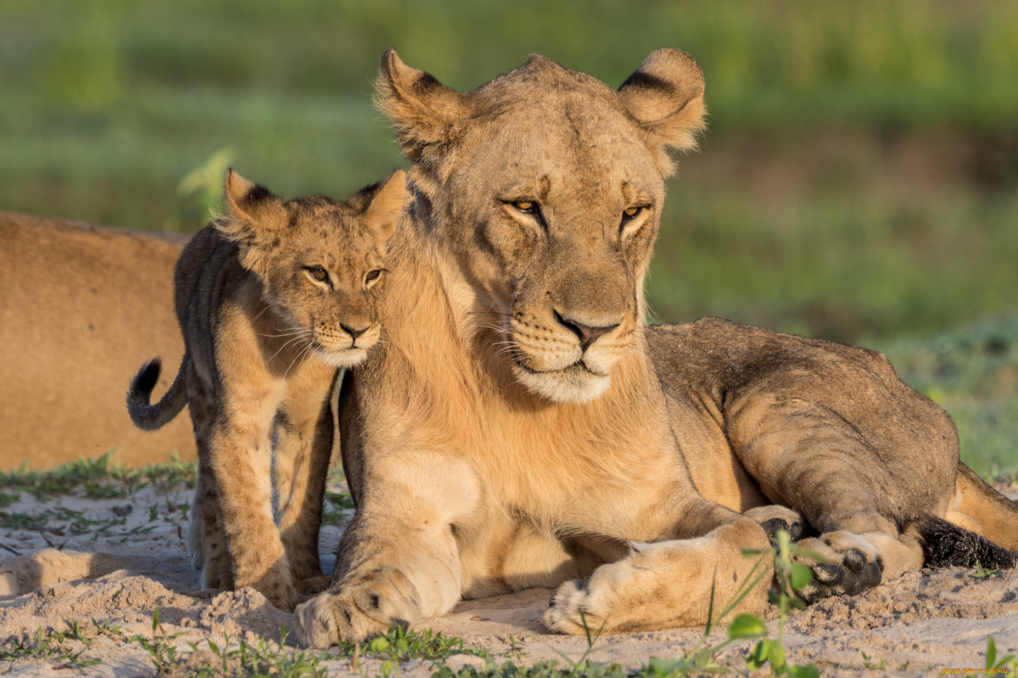 животные, львы, хищник