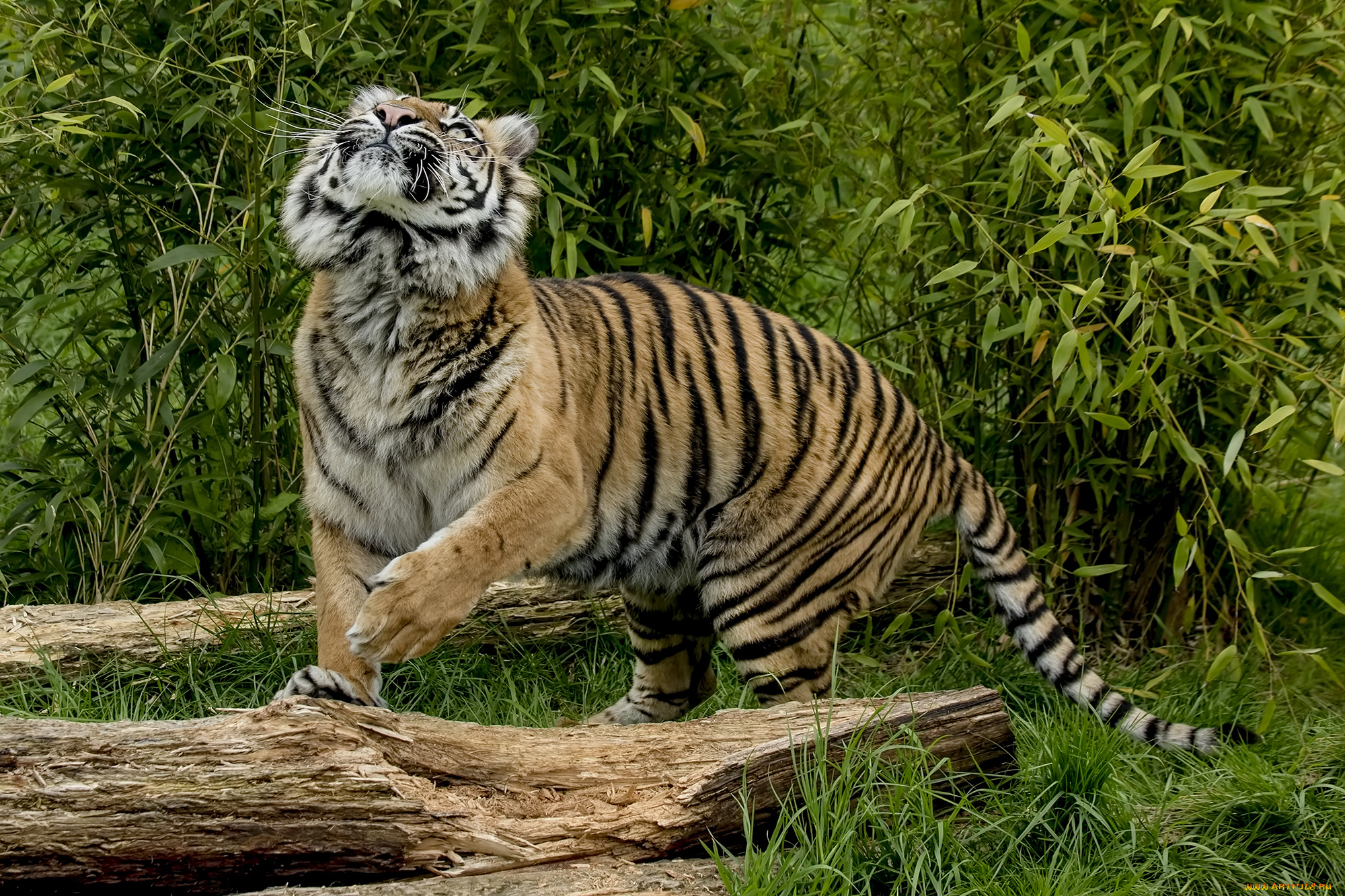 животные, тигры, хищник