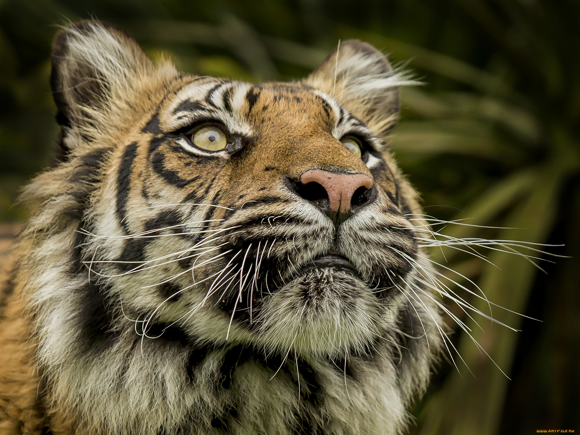 животные, тигры, хищник