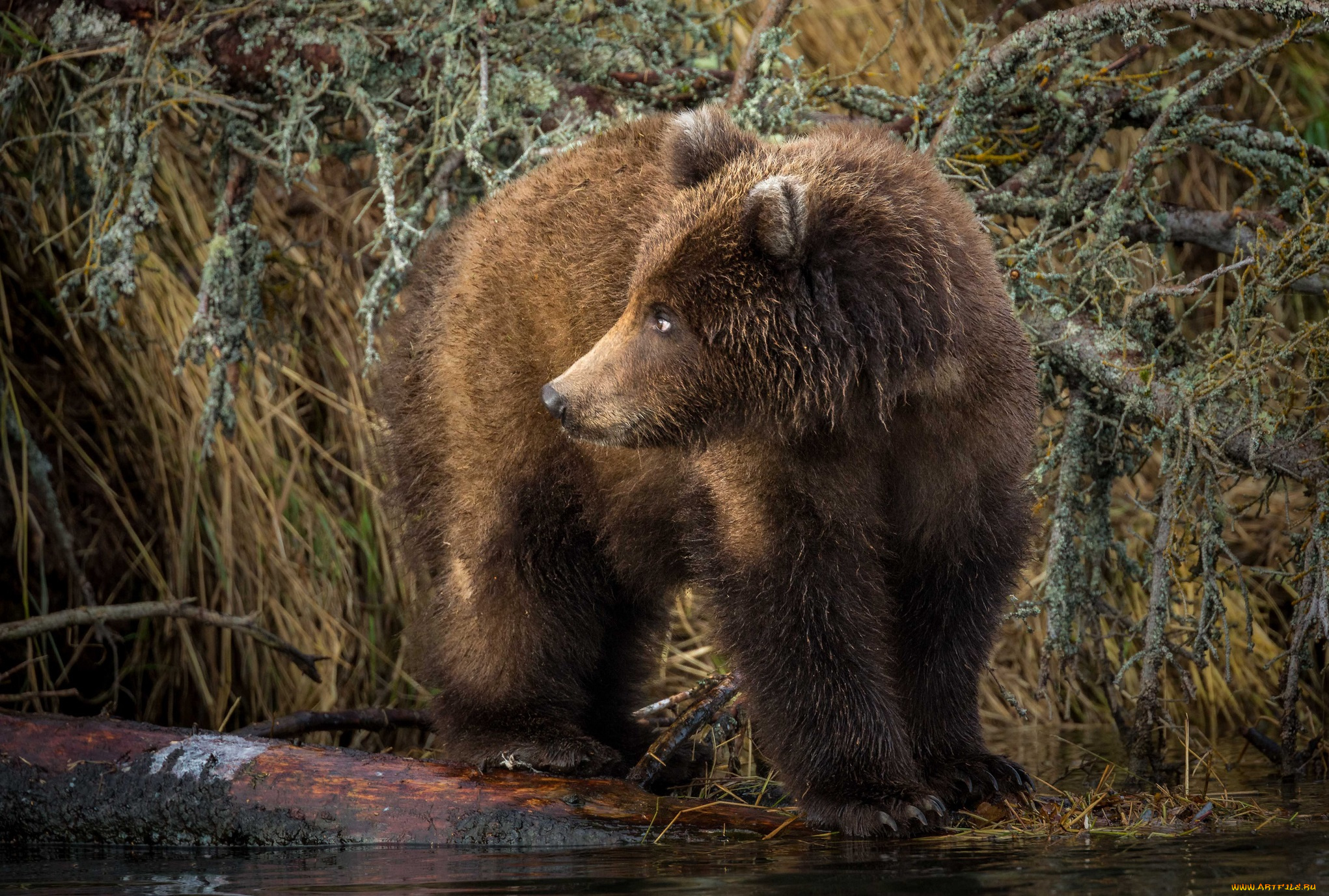 животные, медведи, хищник