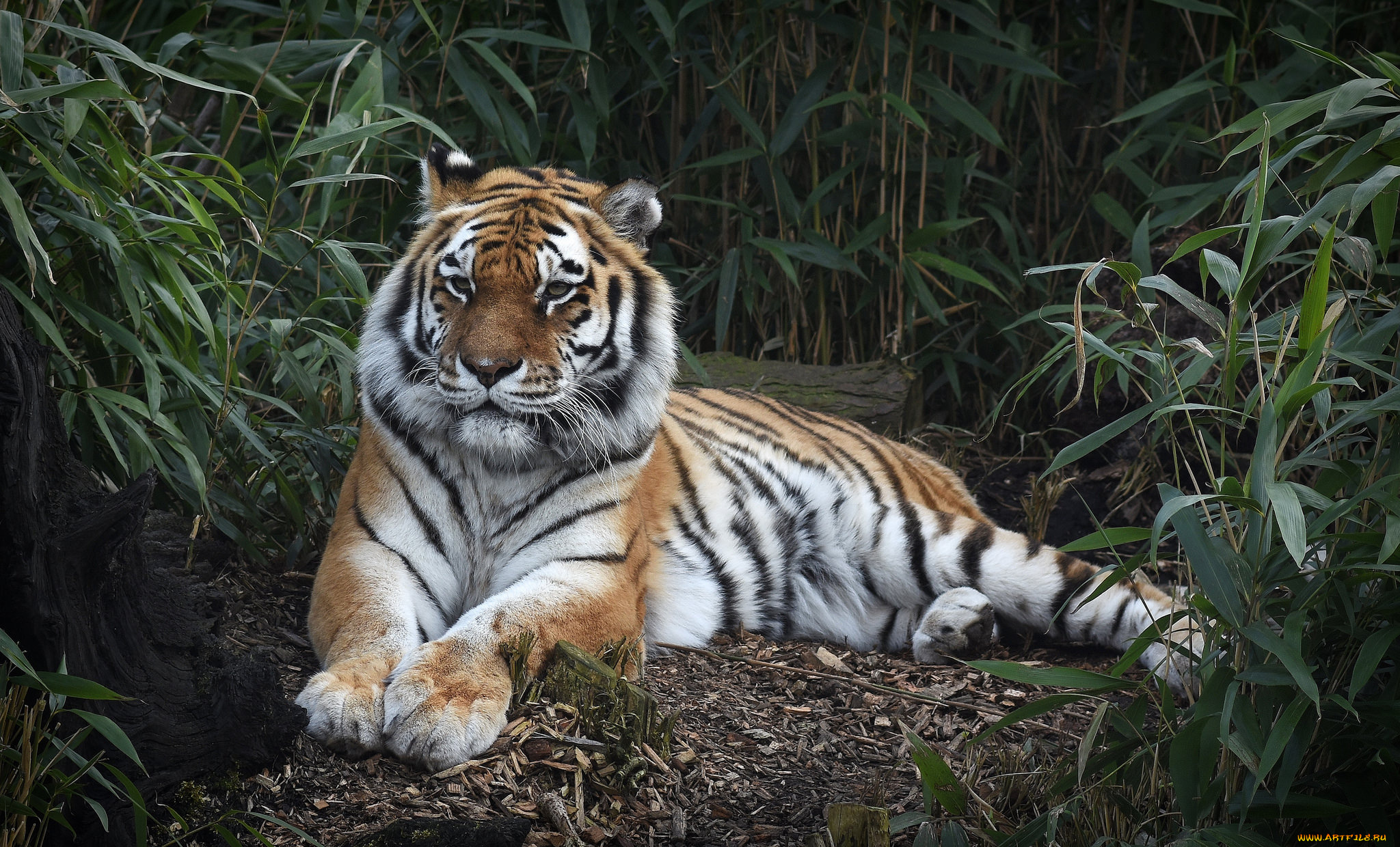 животные, тигры, хищник