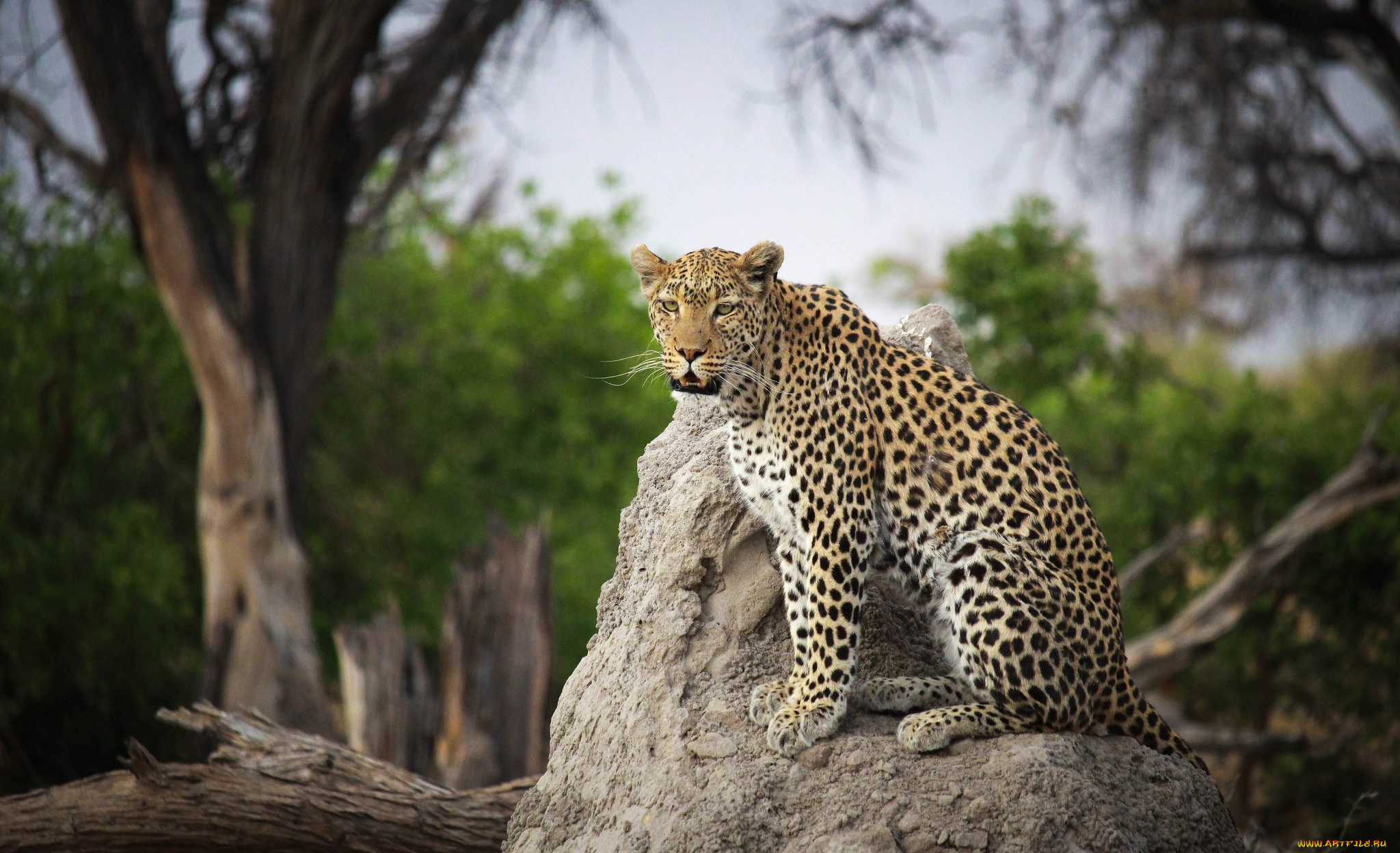 животные, леопарды, хищник