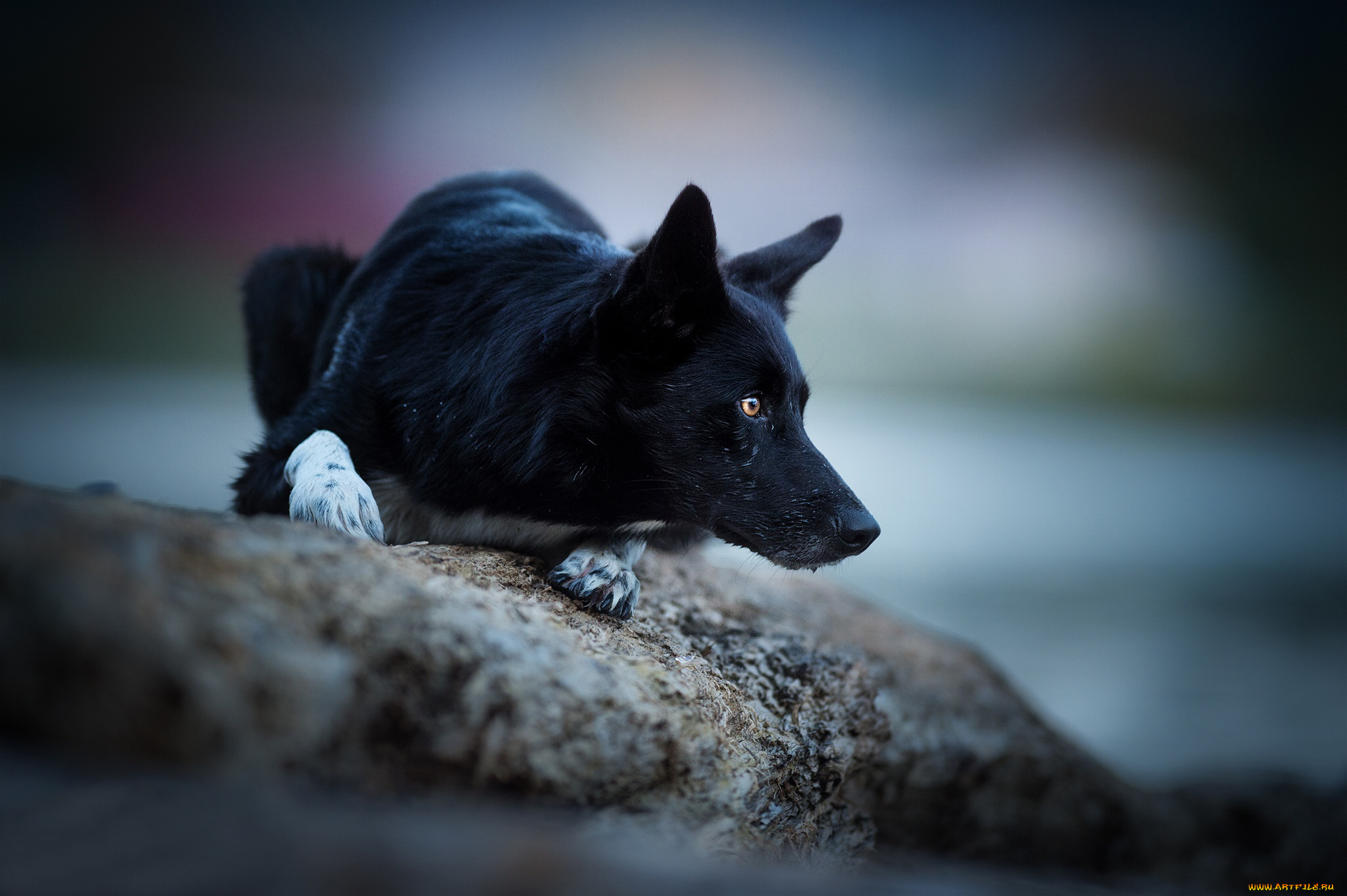 животные, собаки, собака