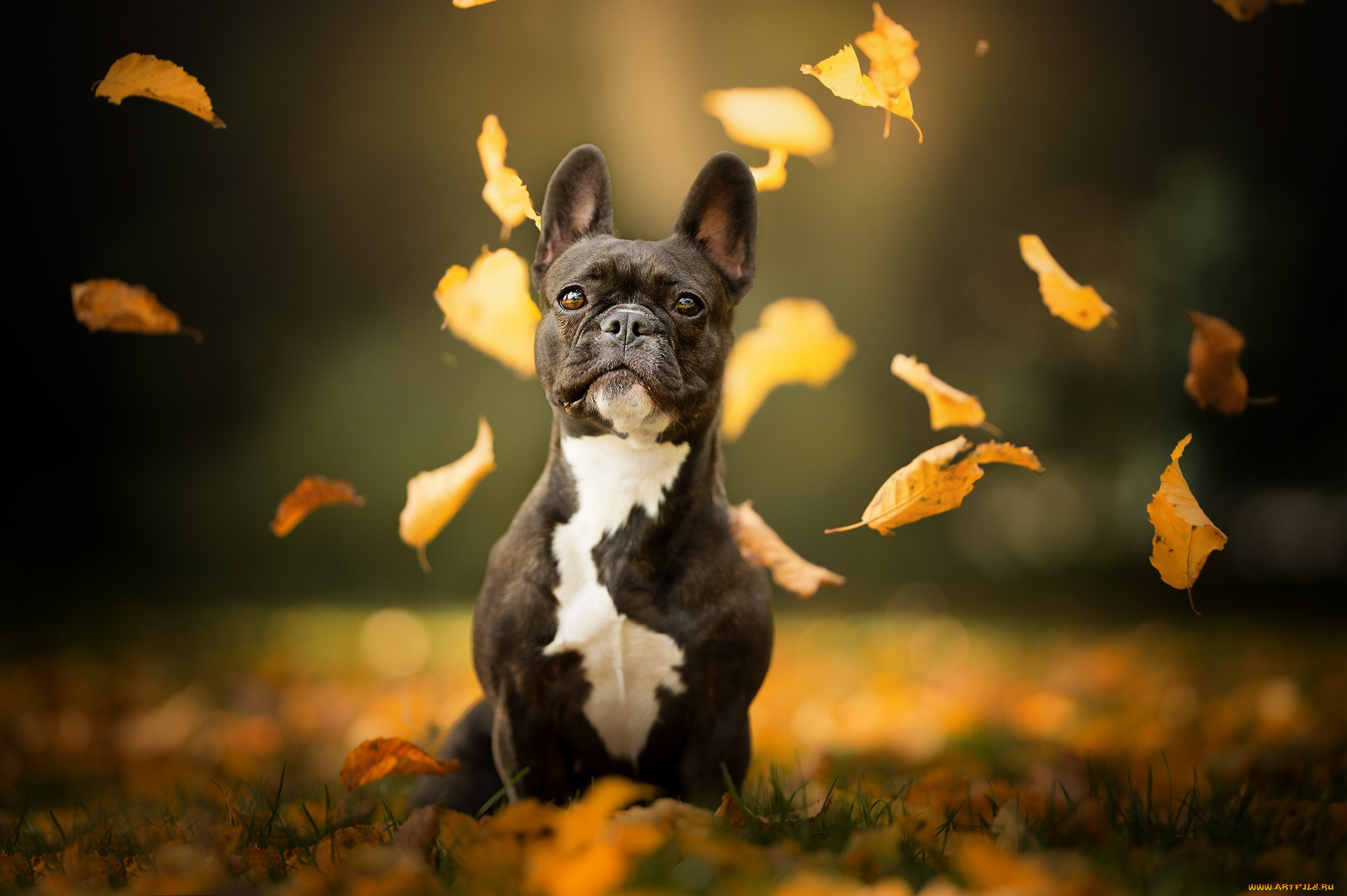 животные, собаки, собака, взгляд