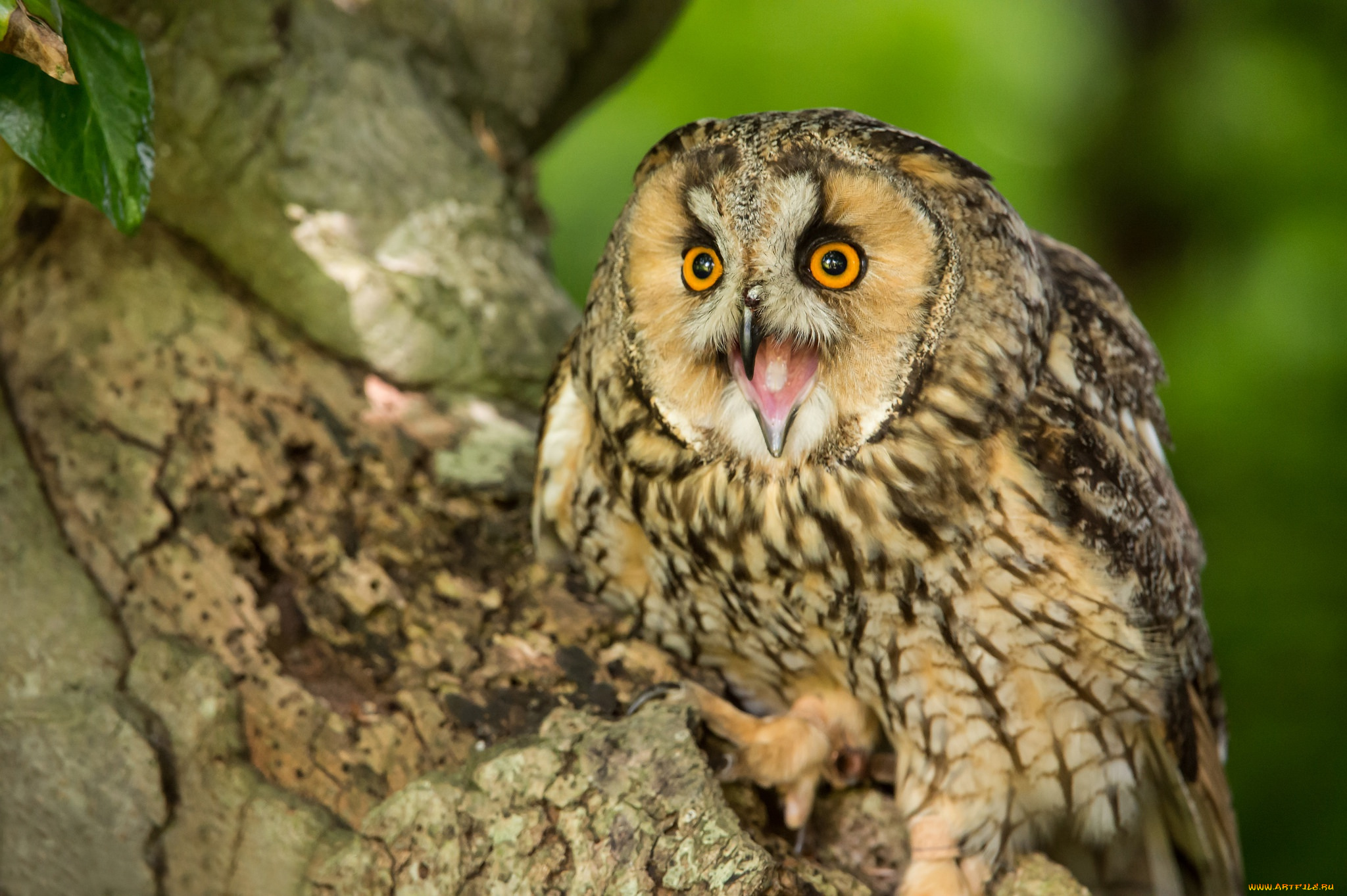 животные, совы, птица, ушастая, сова