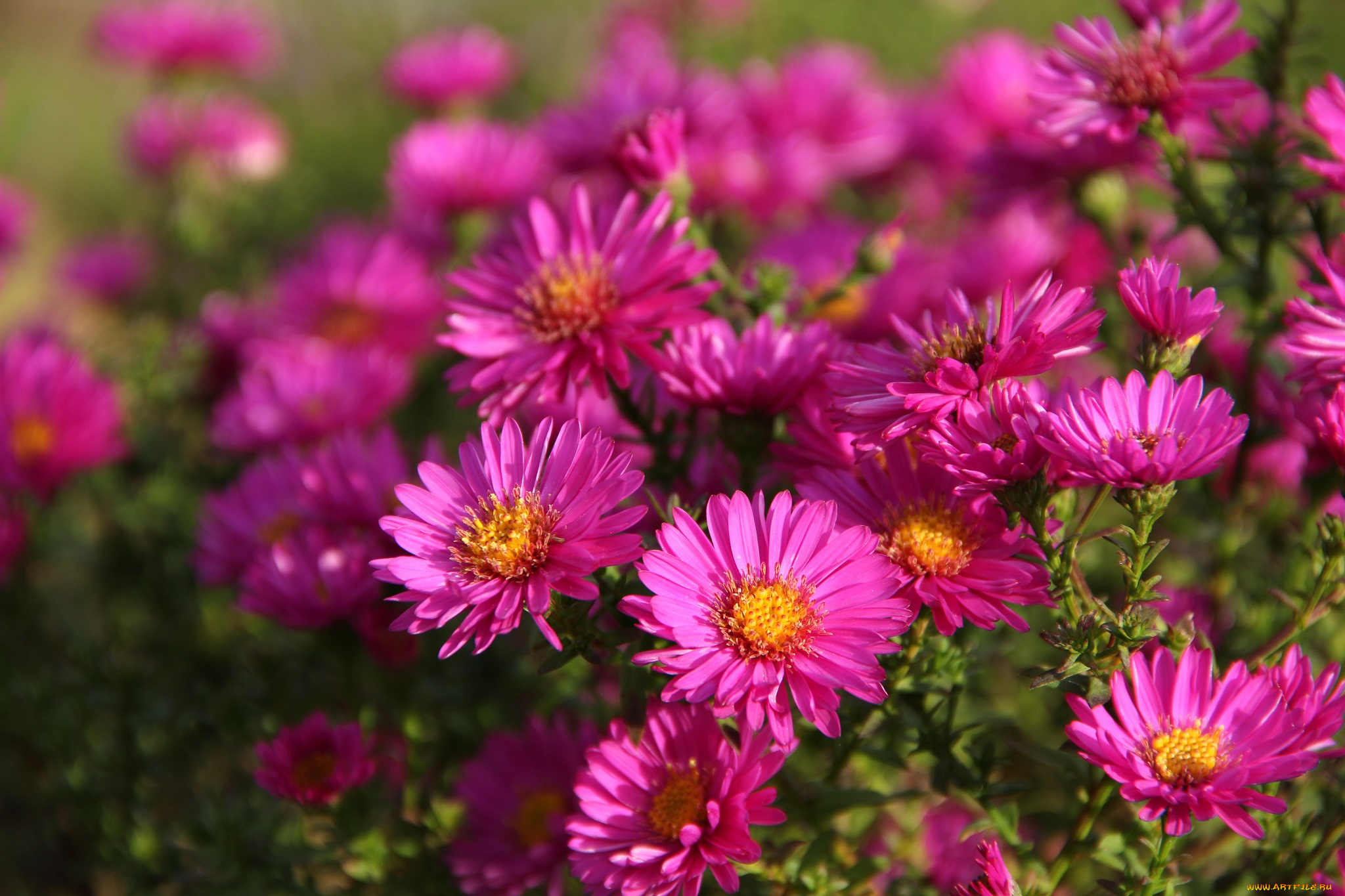 цветы, октябрь, октябринки, сад, утро, сентябринки, осень