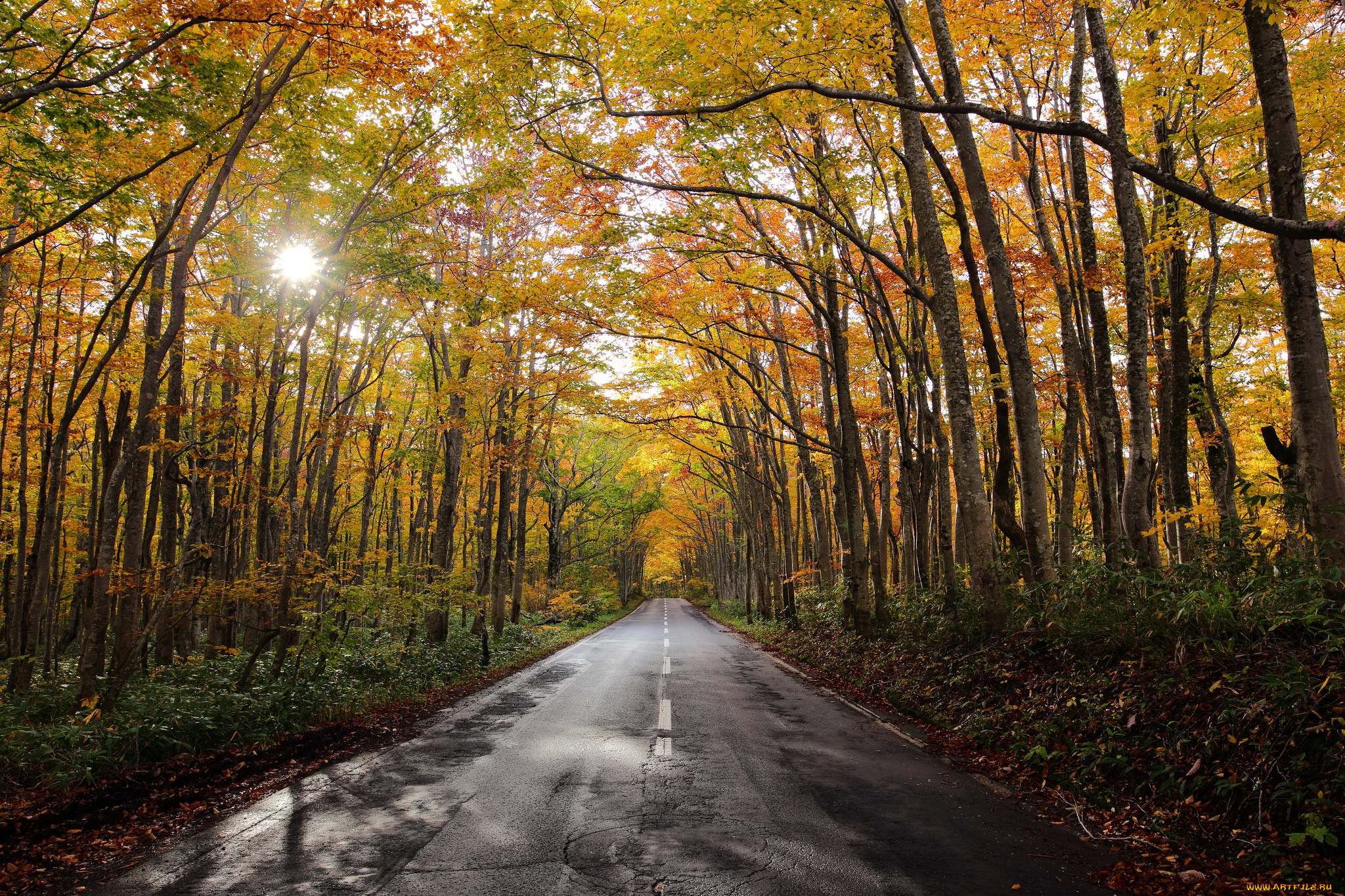 природа, дороги, дорога, осень, лес