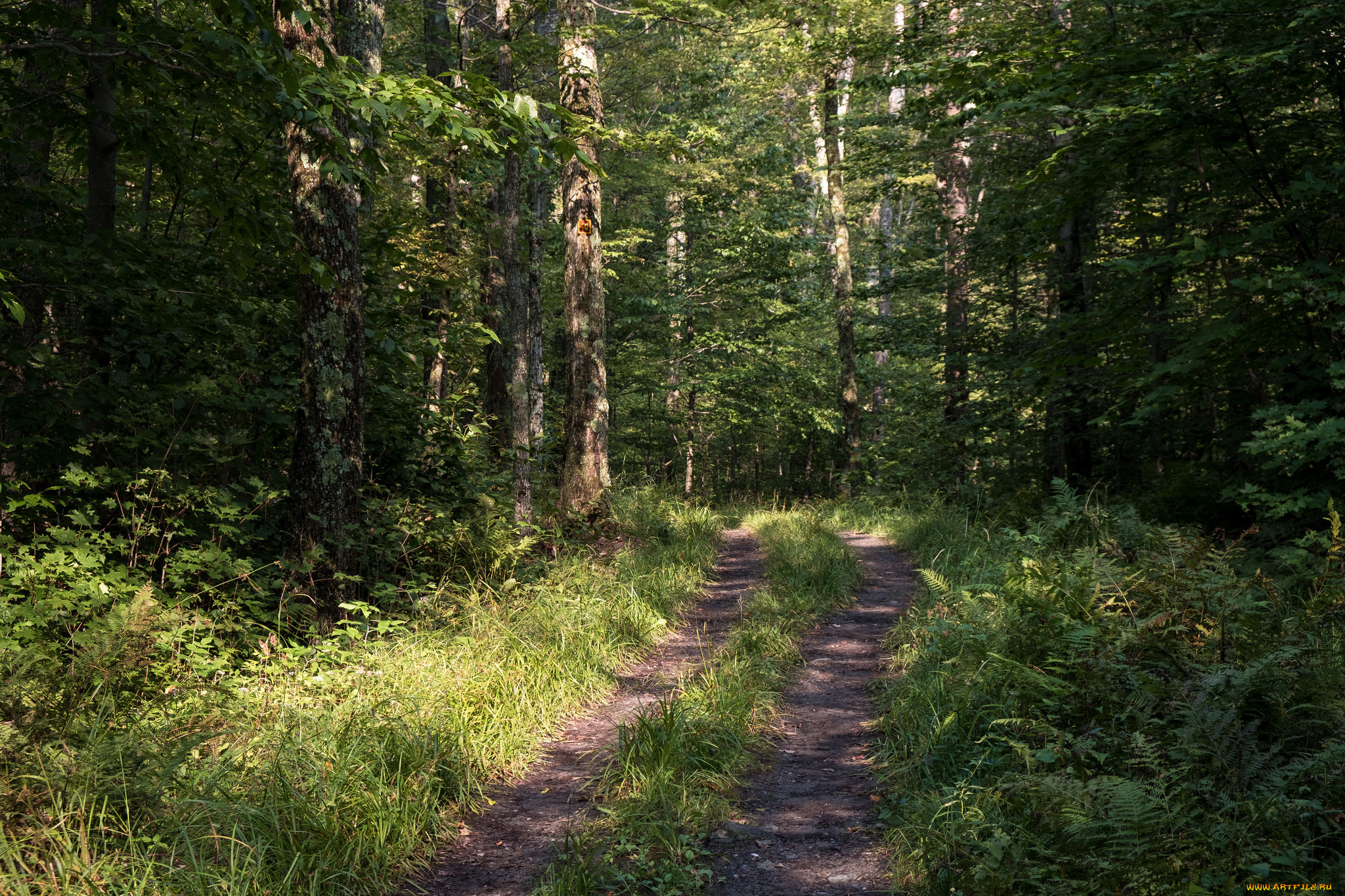 природа, дороги, простор