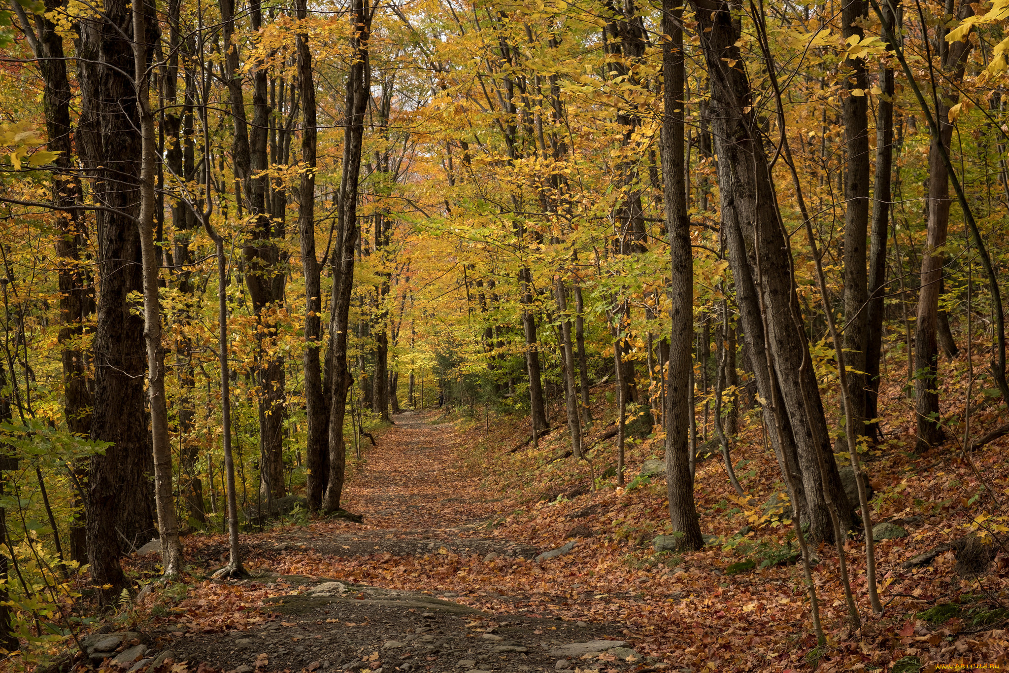 природа, лес, простор