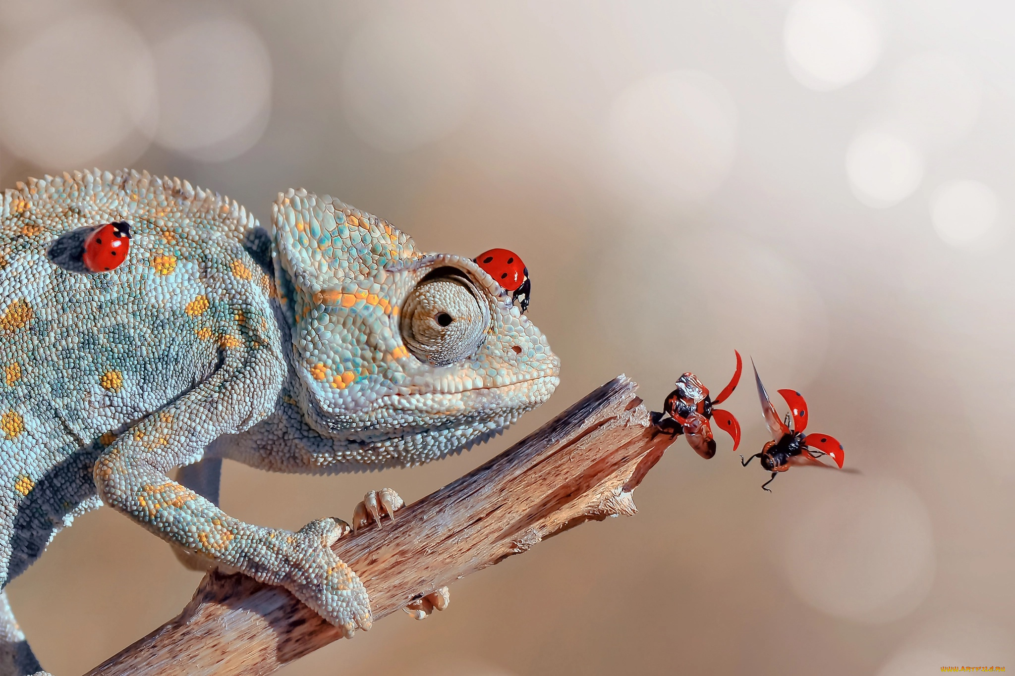 животные, хамелеоны, хамелеон, божьи, коровки, сучок, боке, животное