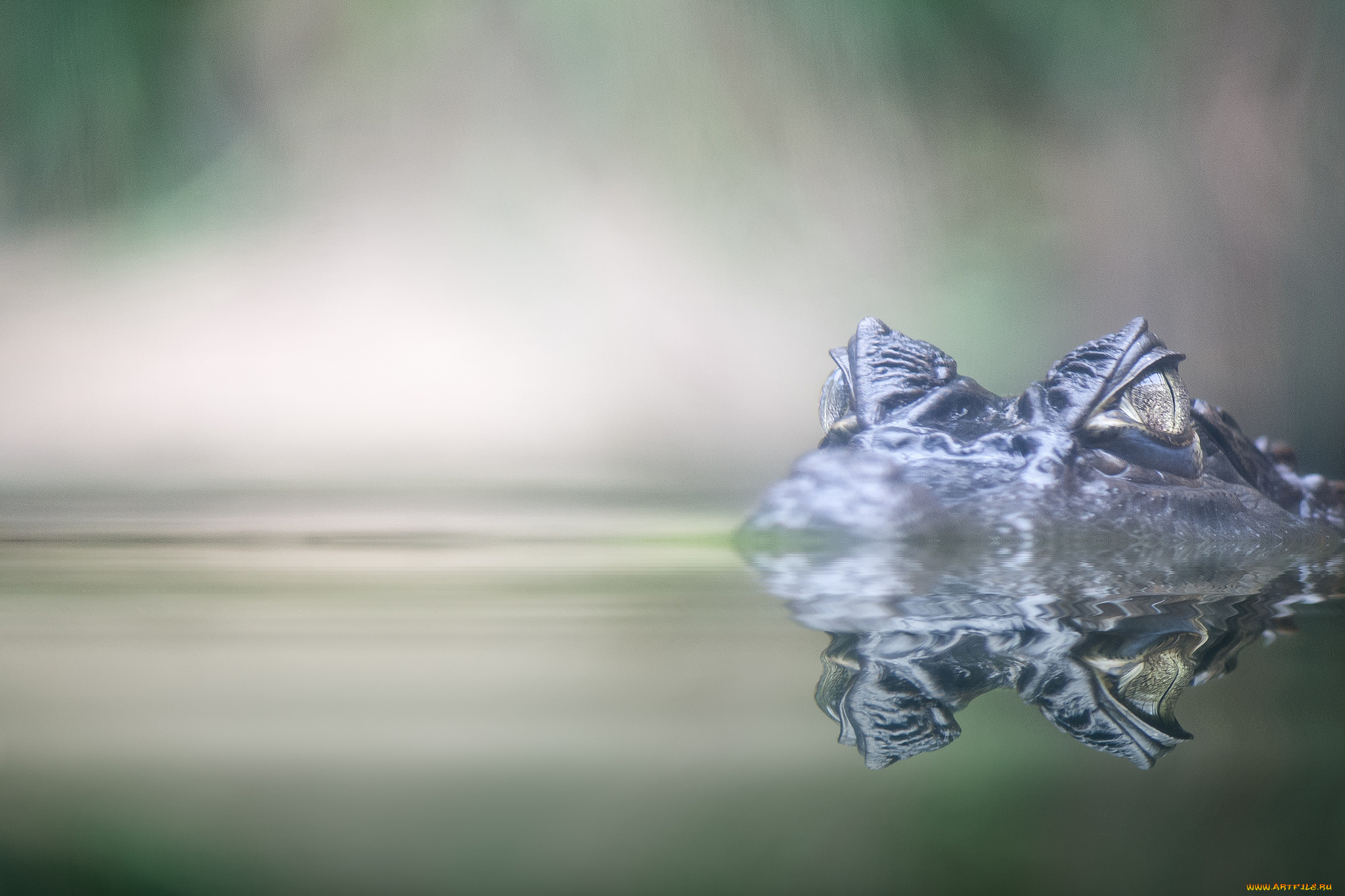 животные, крокодилы, крокодил, вода, глаза
