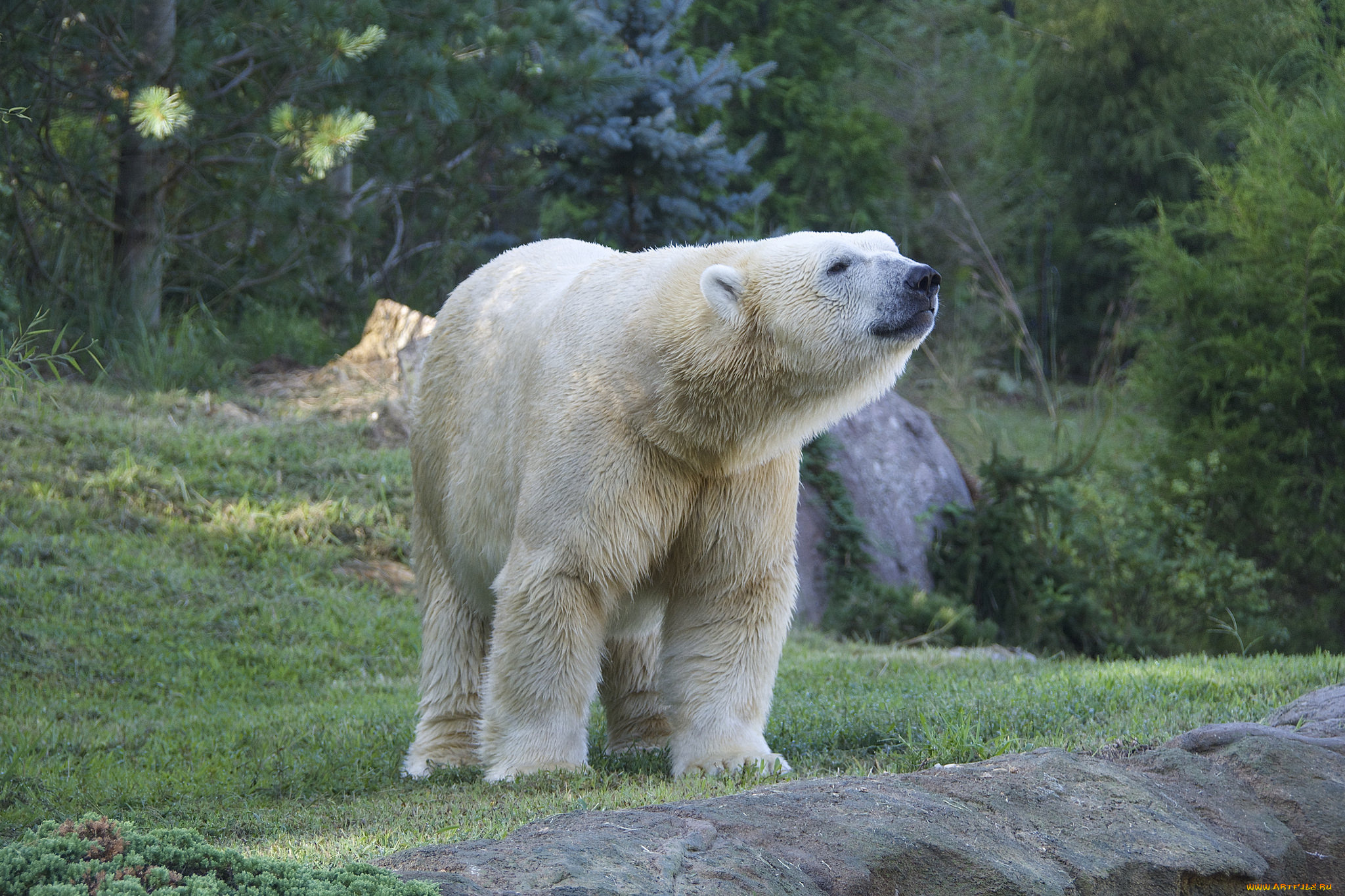 животные, медведи, хищник
