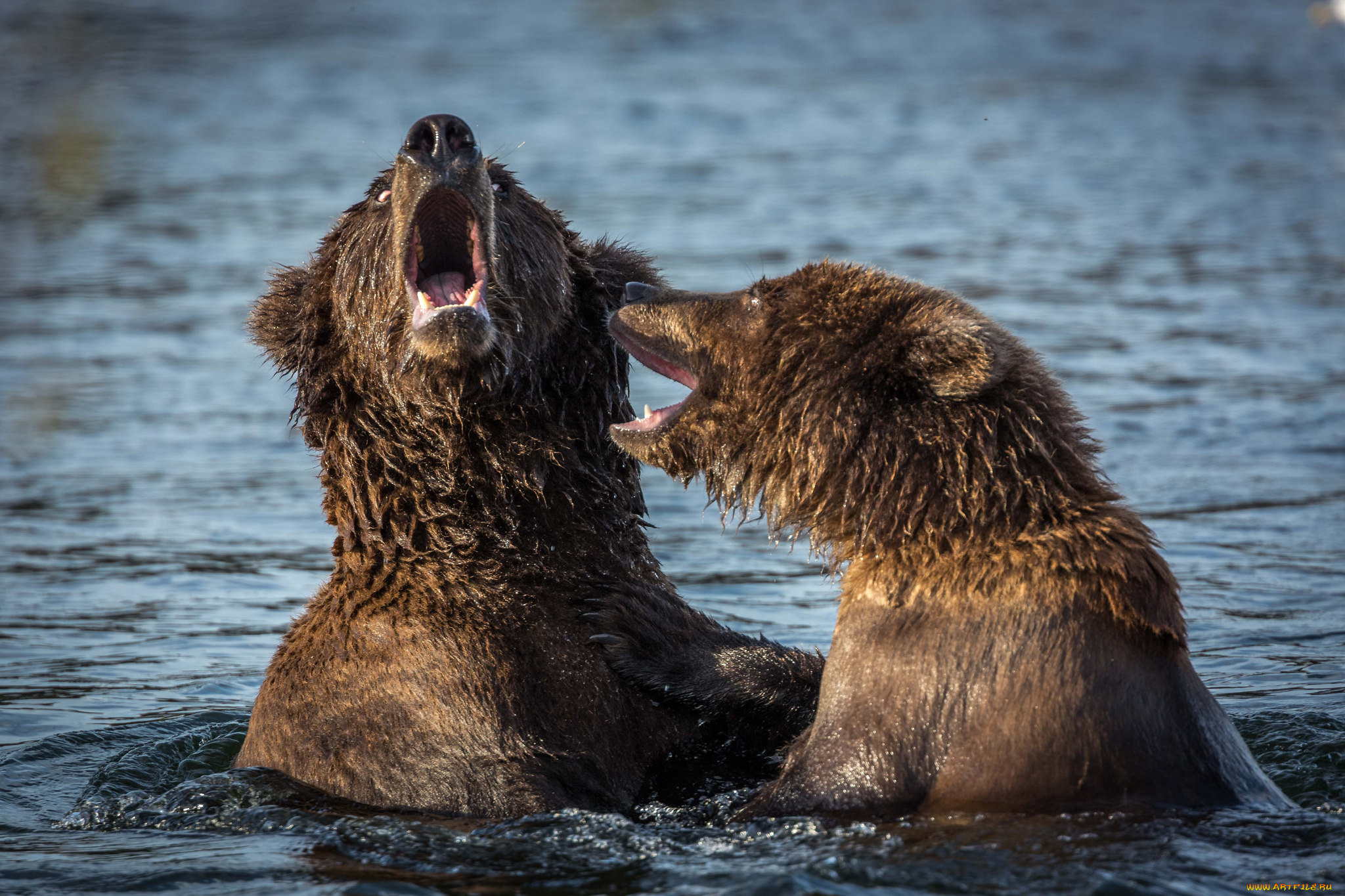 животные, медведи, хищник