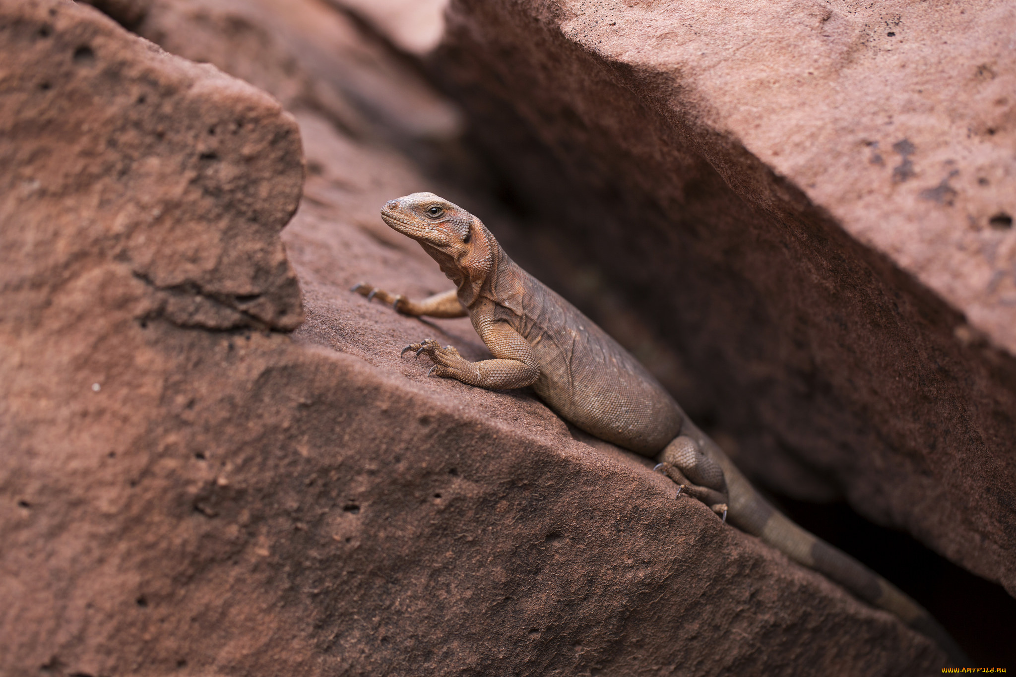 животные, Ящерицы, , игуаны, , вараны, хвост, ящерица, камень