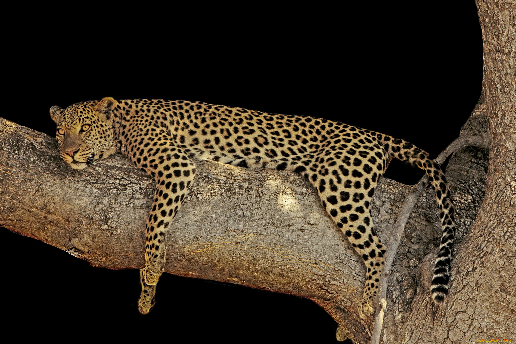 животные, леопарды, хищник