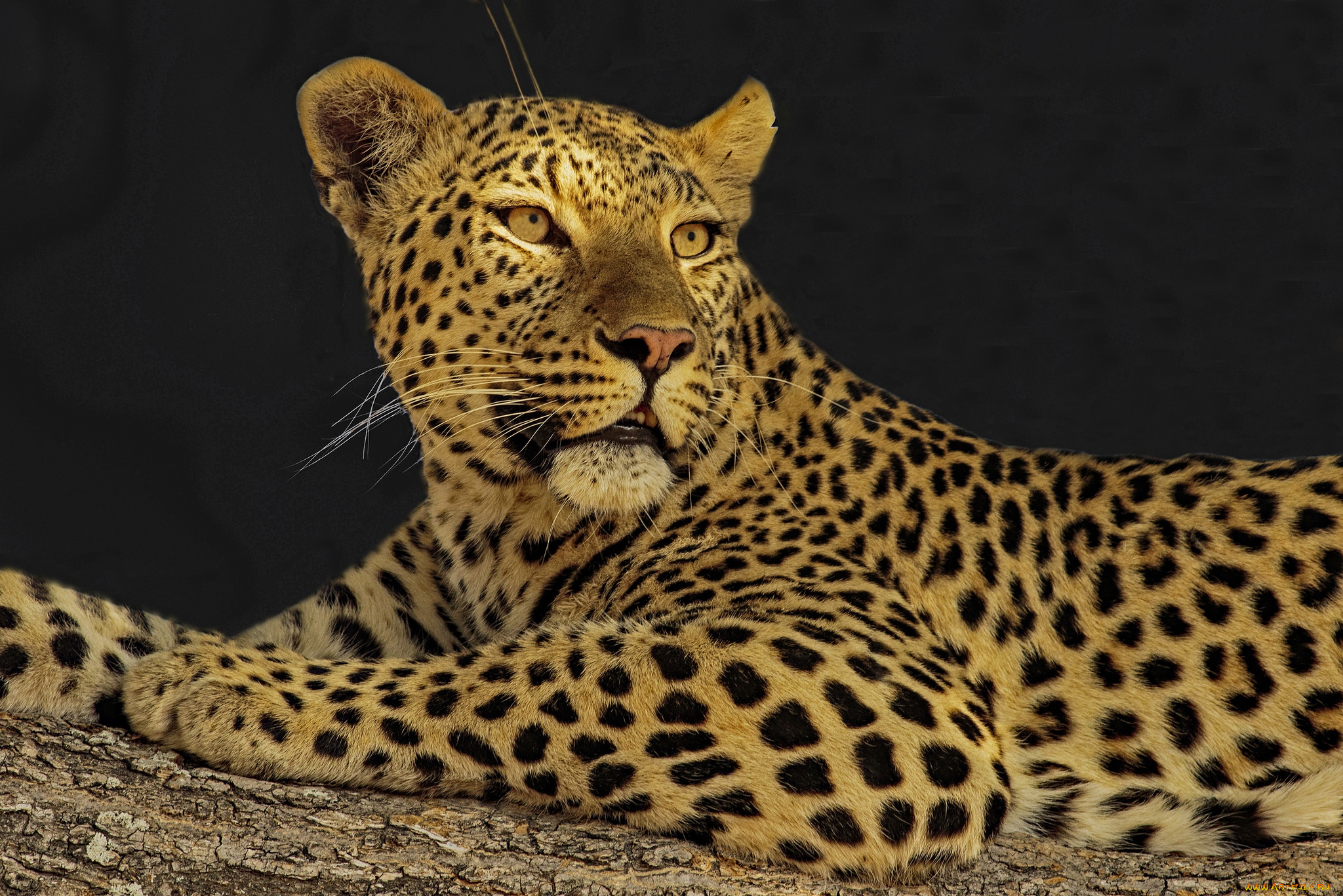 животные, леопарды, хищник