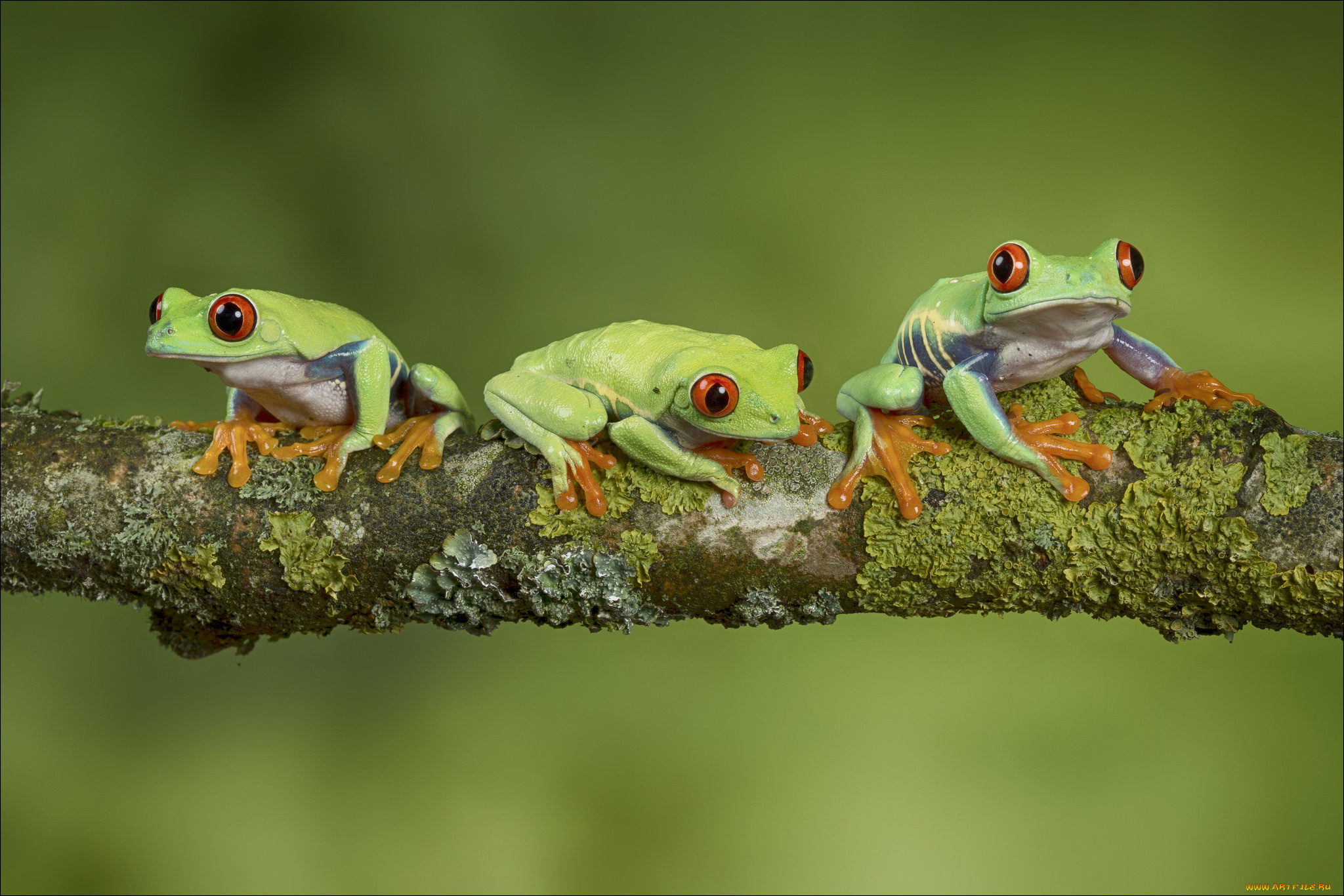 животные, лягушки, мох, ветка