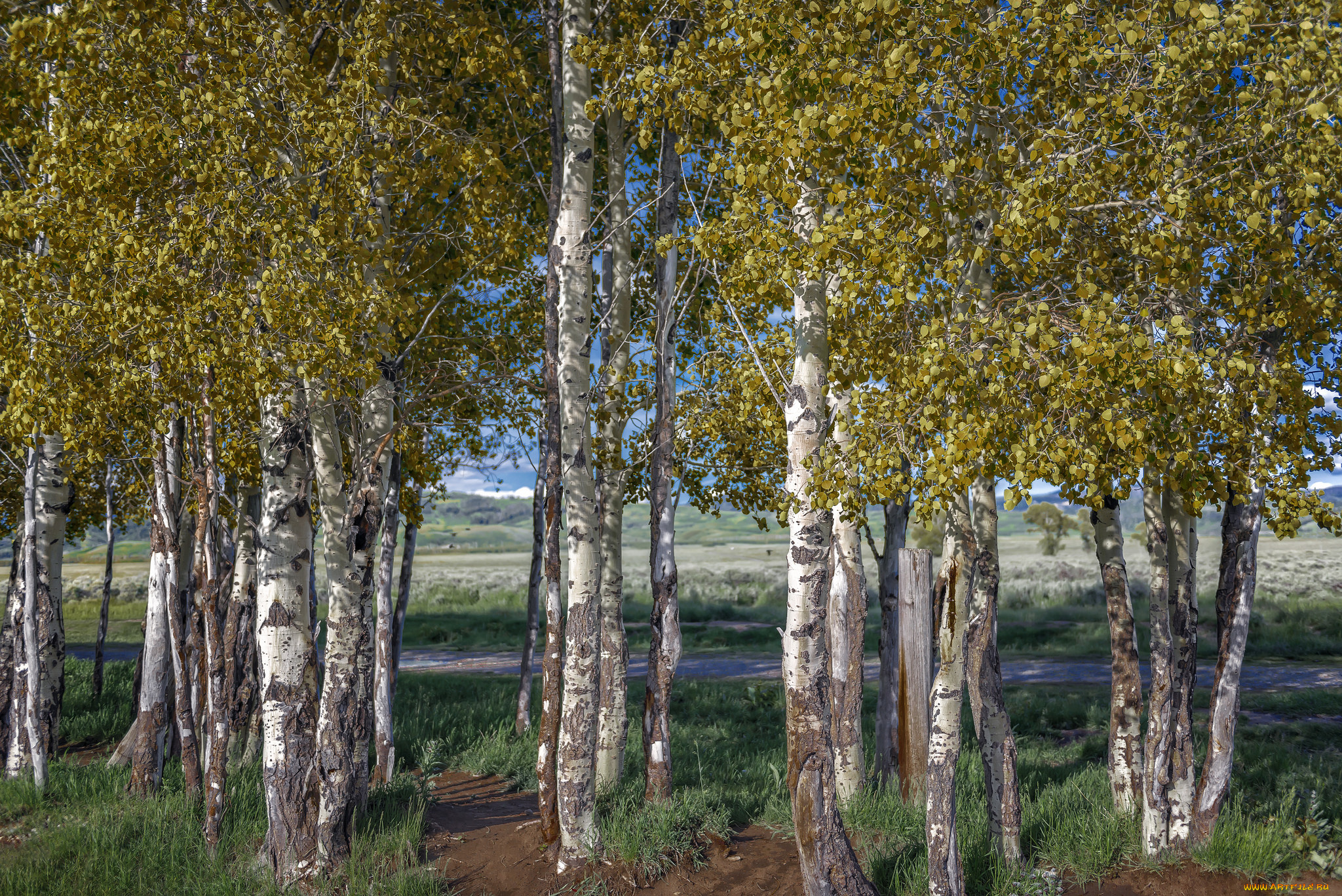 природа, деревья, простор