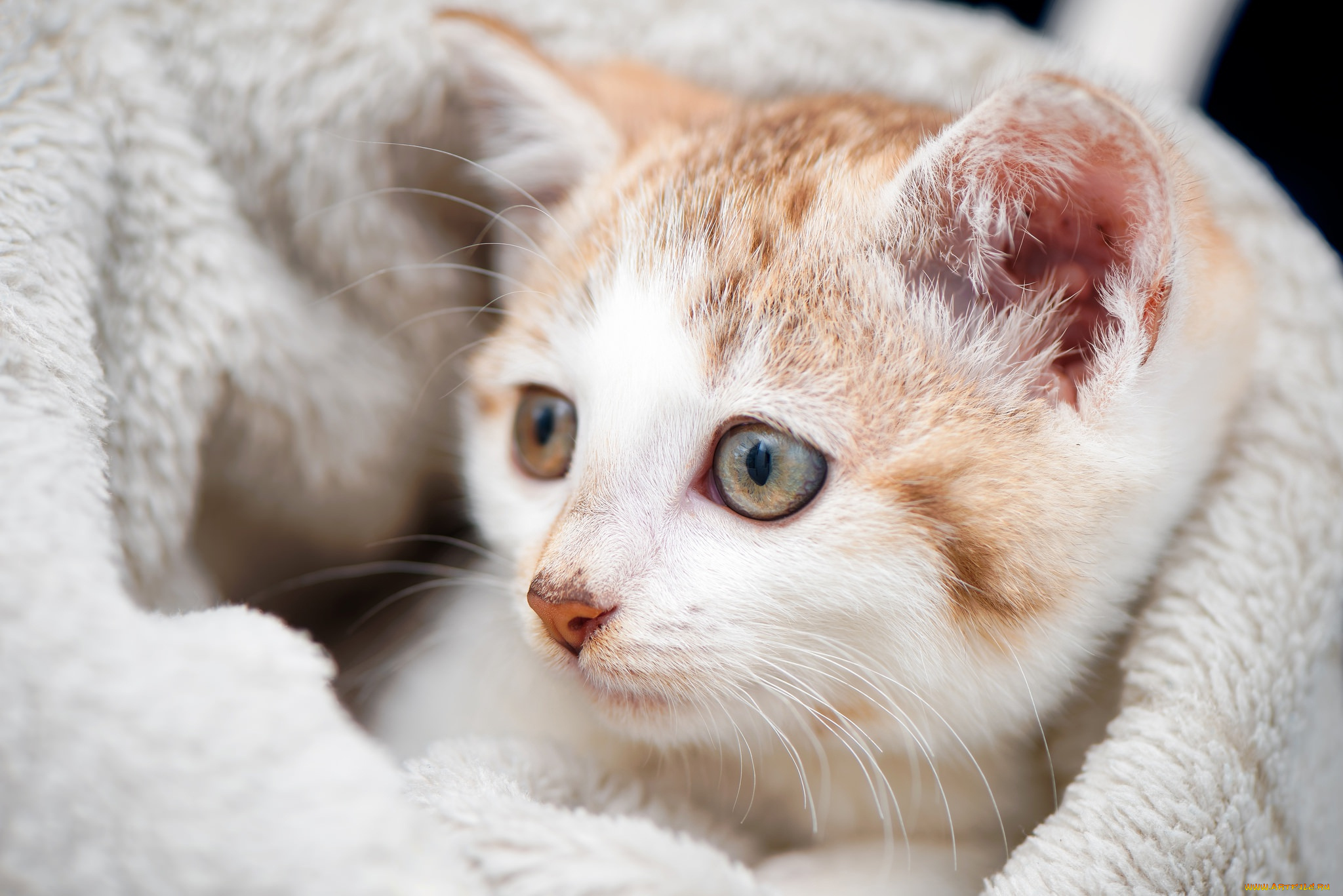 животные, коты, мордочка, плед, котенок, котёнок, кошка, взгляд