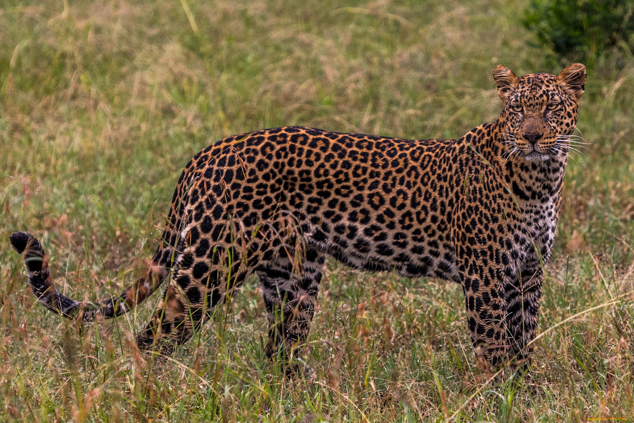 животные, леопарды, хищник