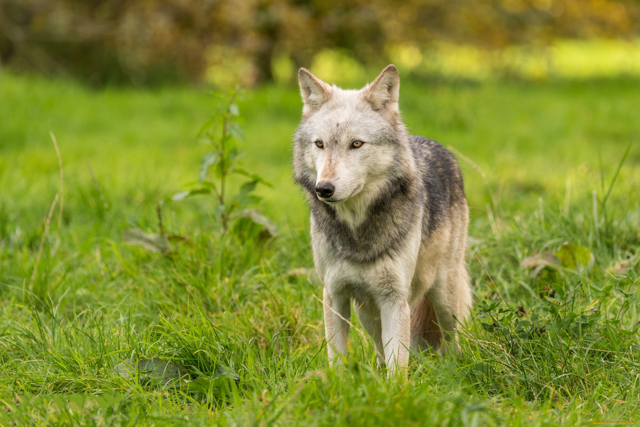 животные, волки, , койоты, , шакалы, хищник