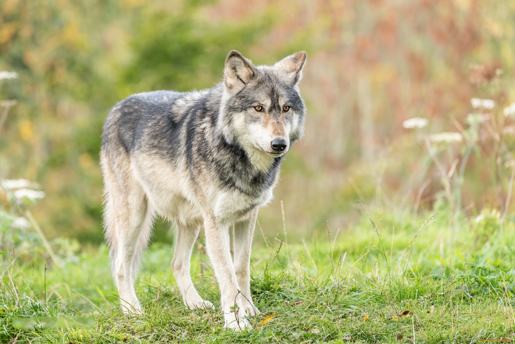 животные, волки, , койоты, , шакалы, хищник