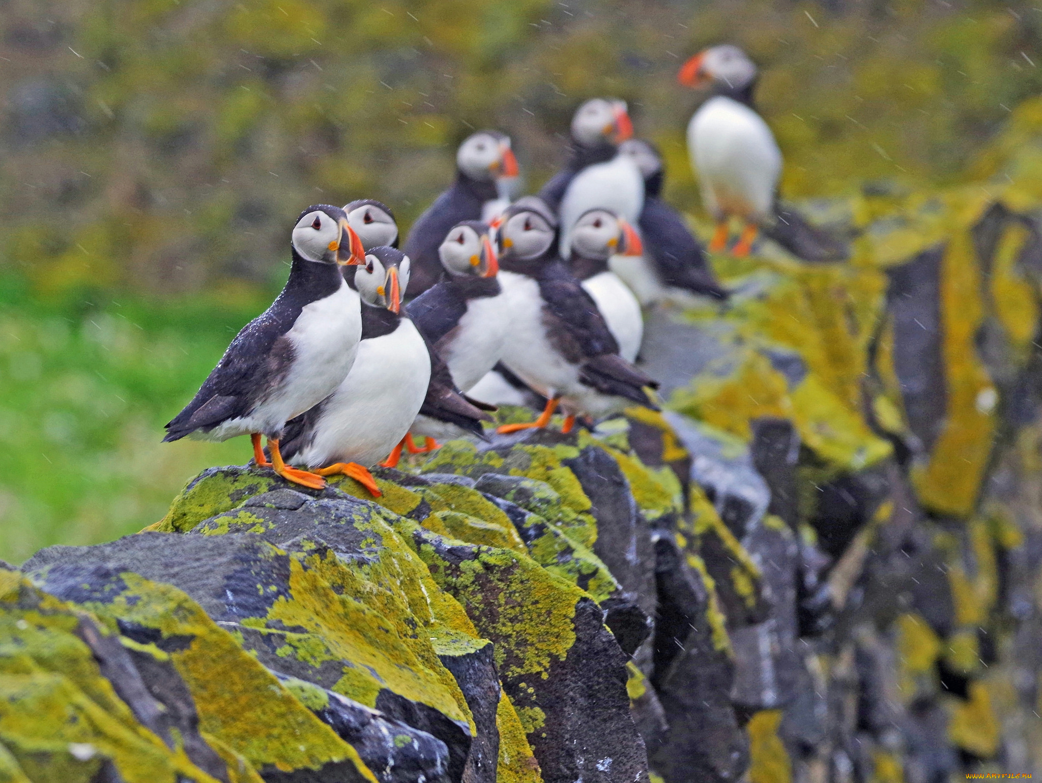 животные, тупики, тупик, птица, окрас, перья