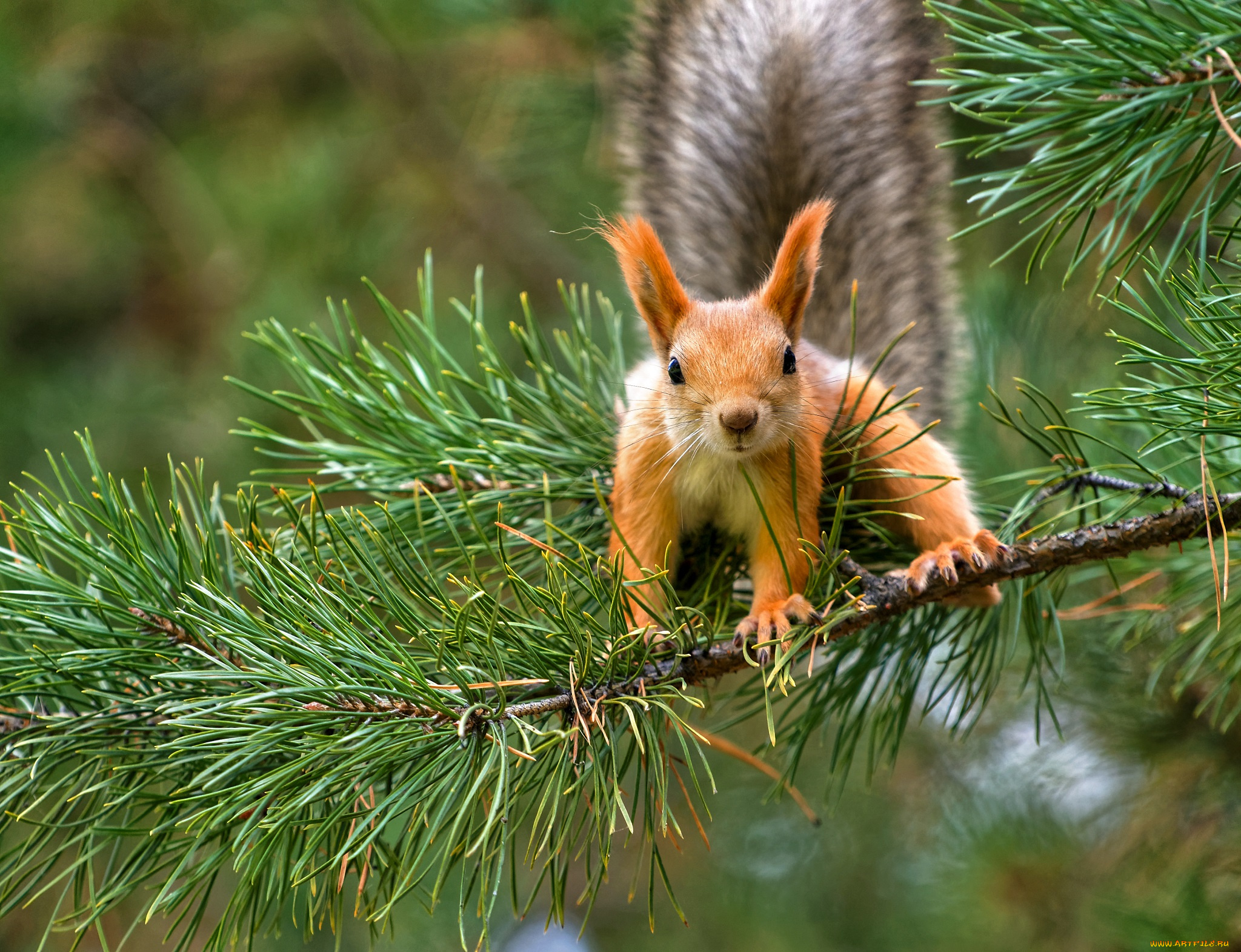 животные, белки, ушка, милашка, белка, хвостик, лапки