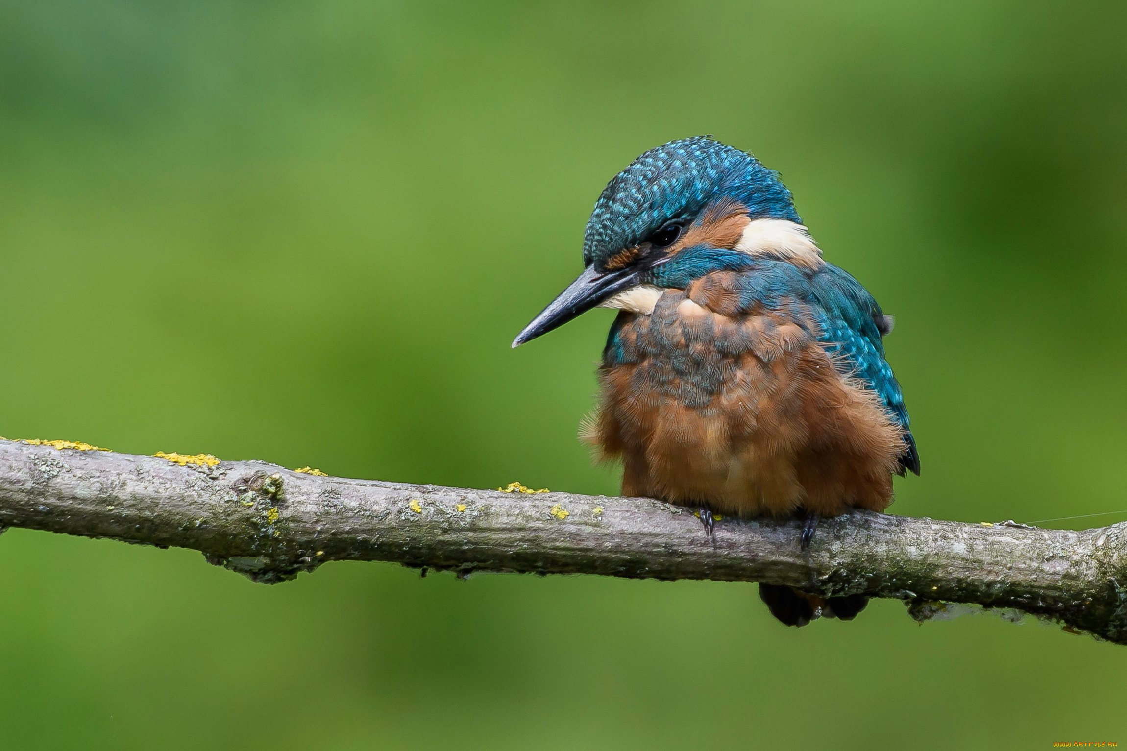животные, зимородки, ветка, птица, зимородок