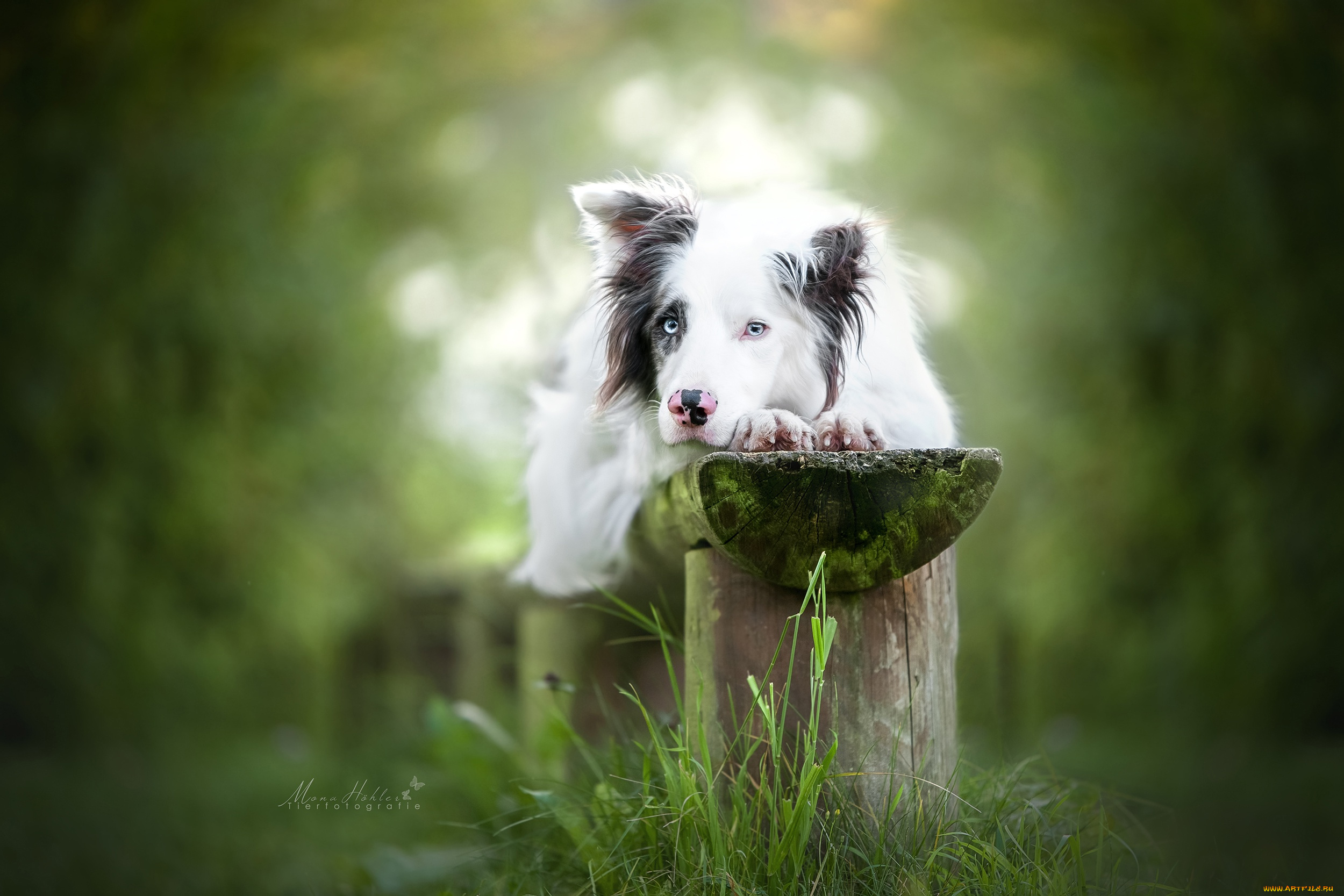 животные, собаки, собака, взгляд