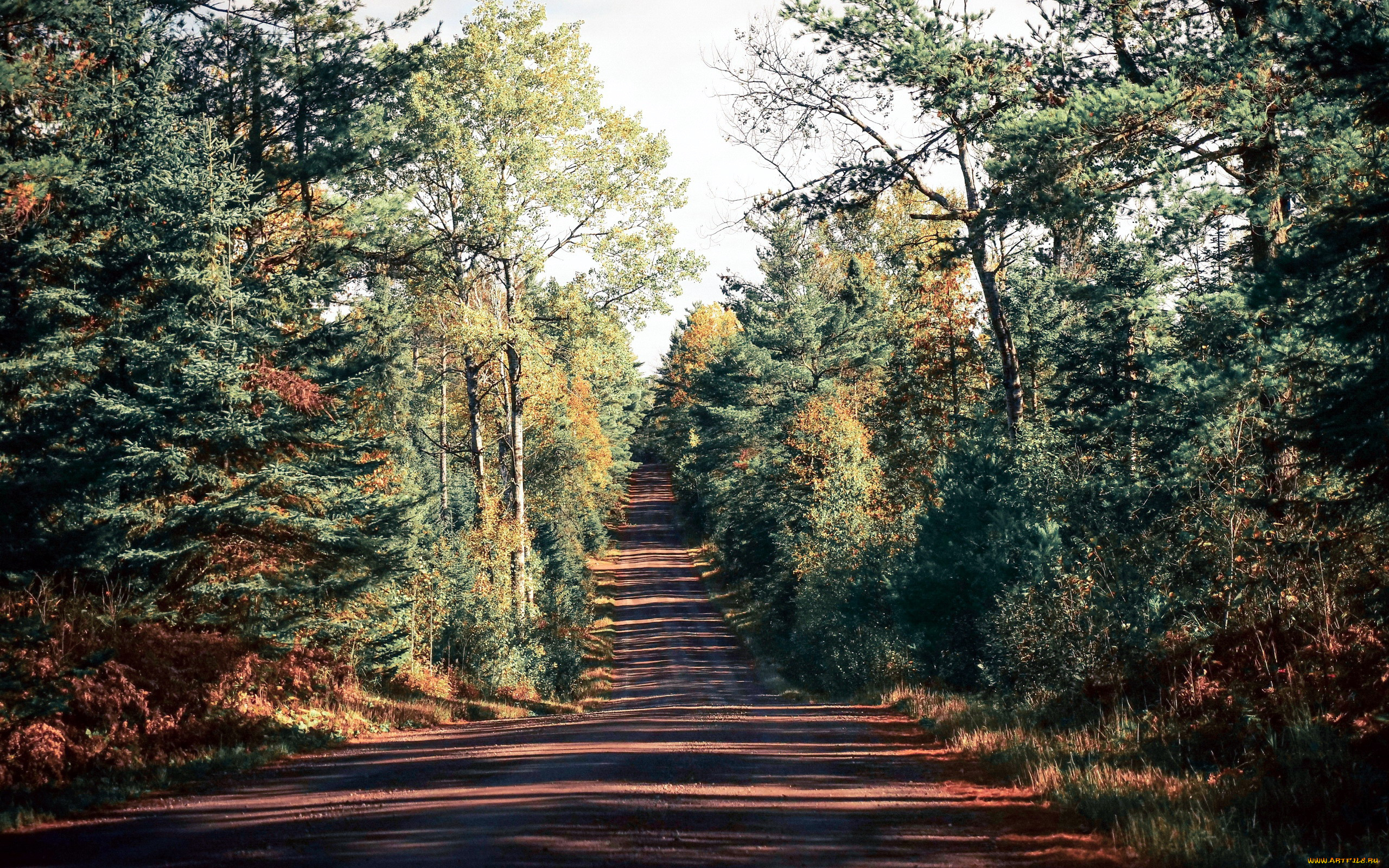 природа, дороги, дорога, проселочная