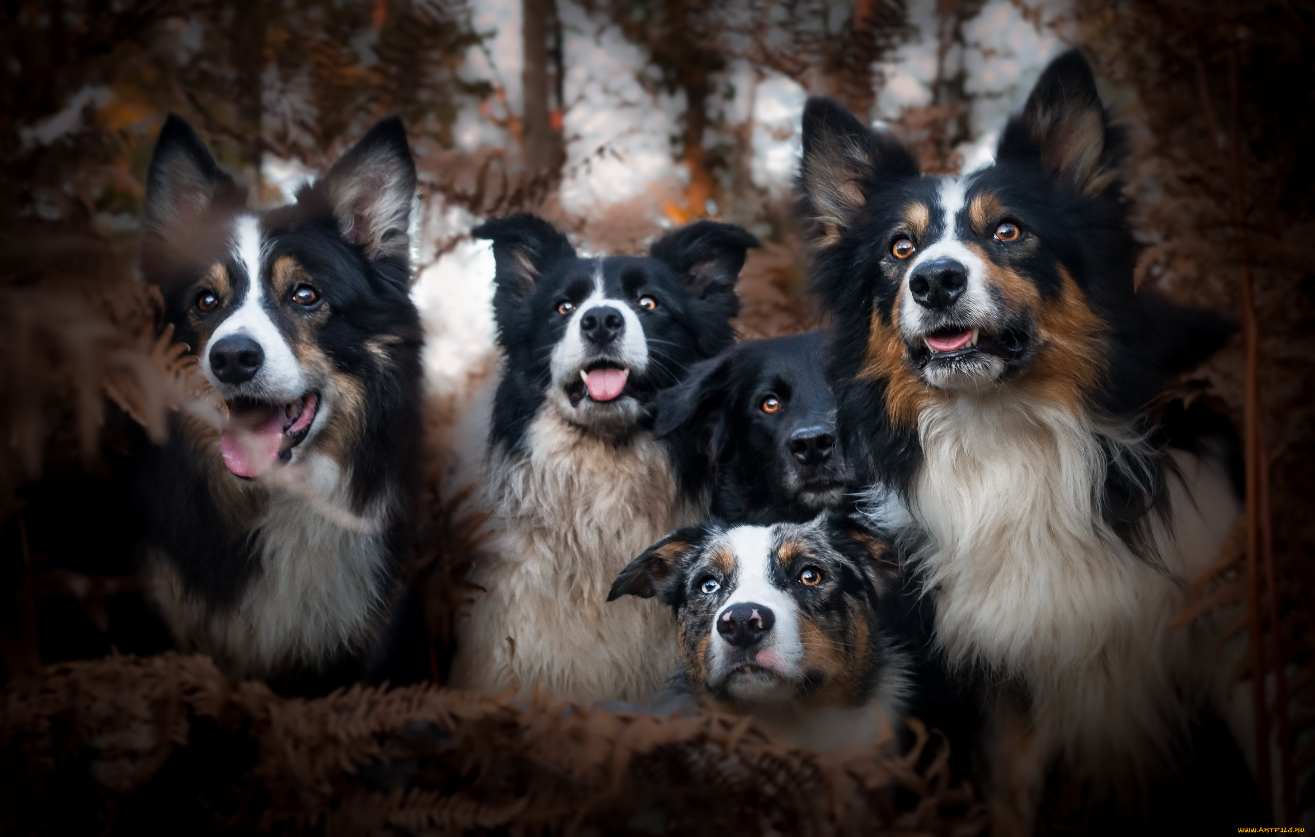 животные, собаки, осень, друзья