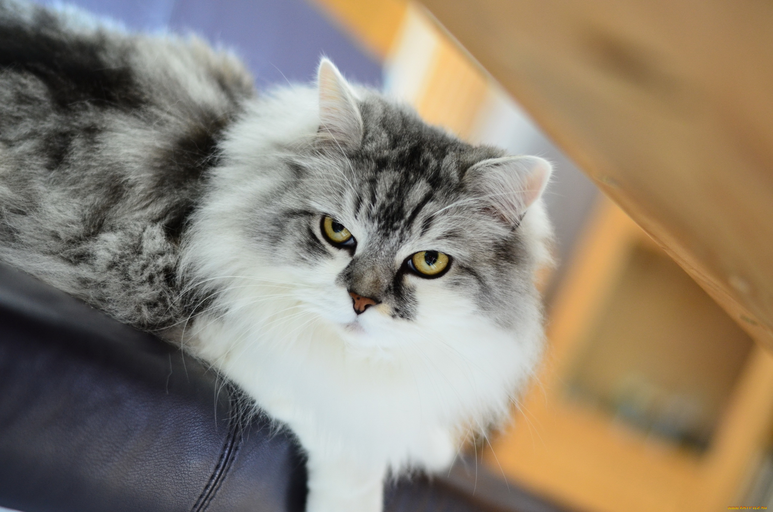 животные, коты, фон, взгляд, кошка