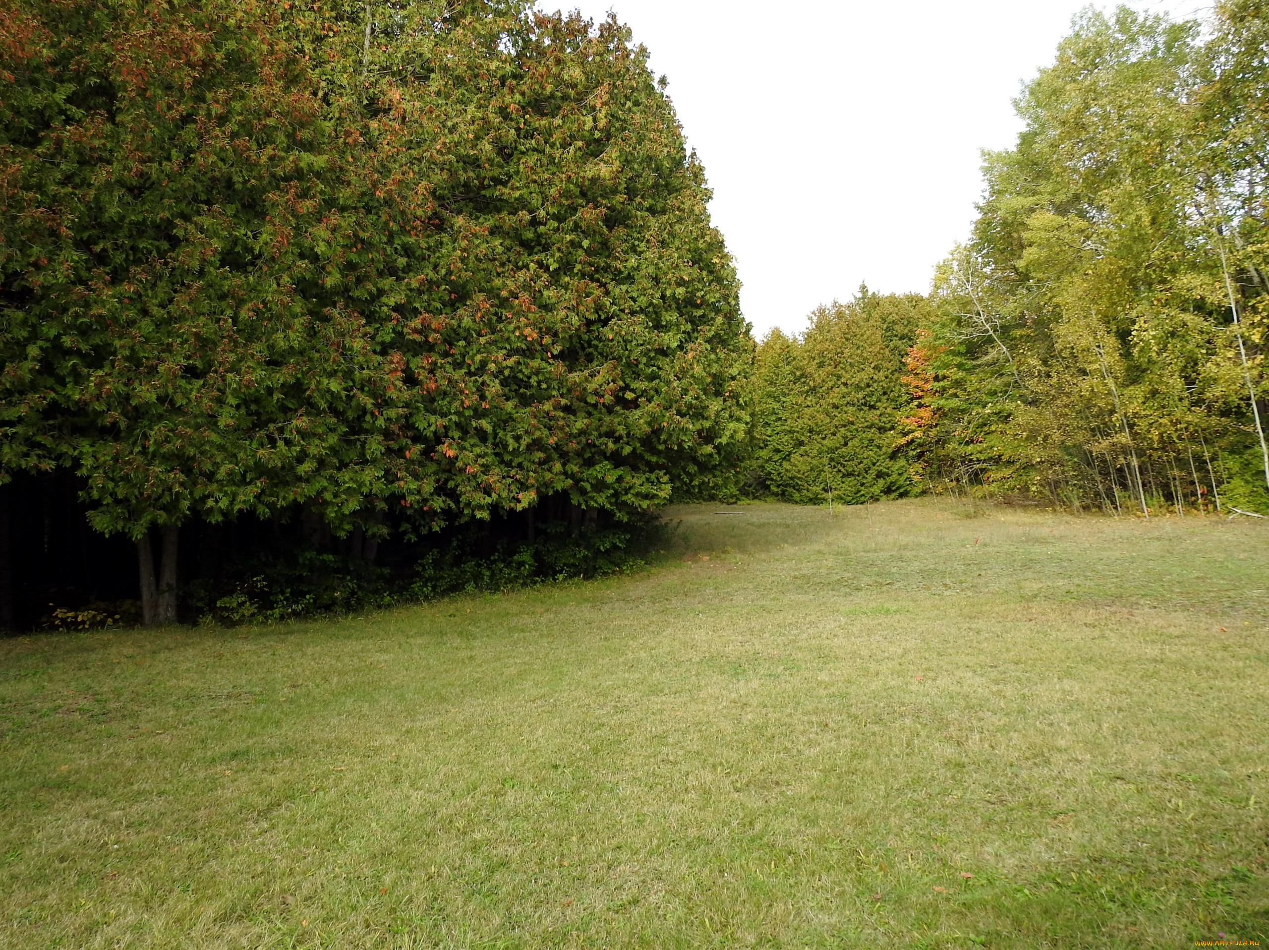 природа, парк, лужайка, деревья