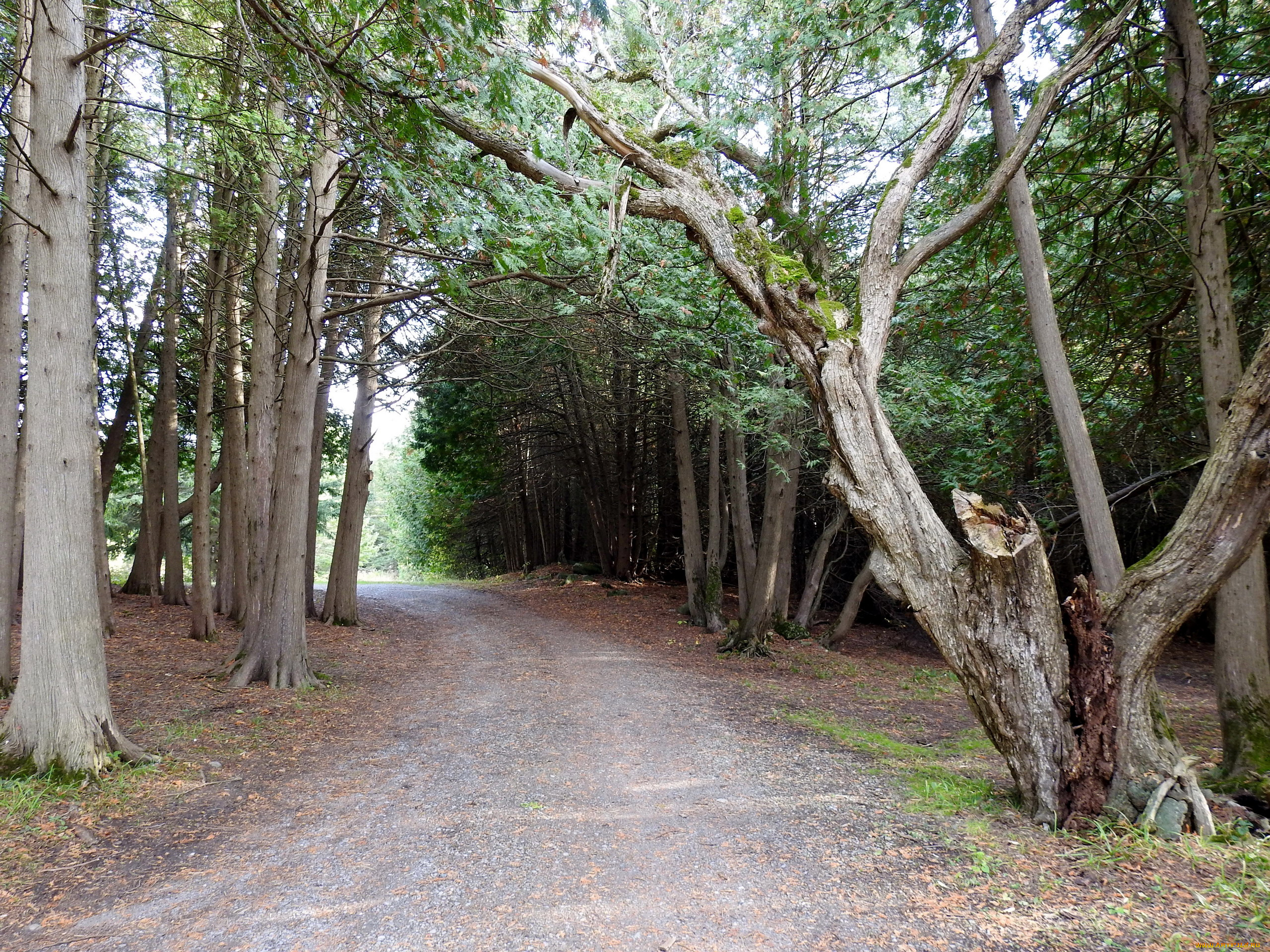 природа, дороги, дорога, лесная