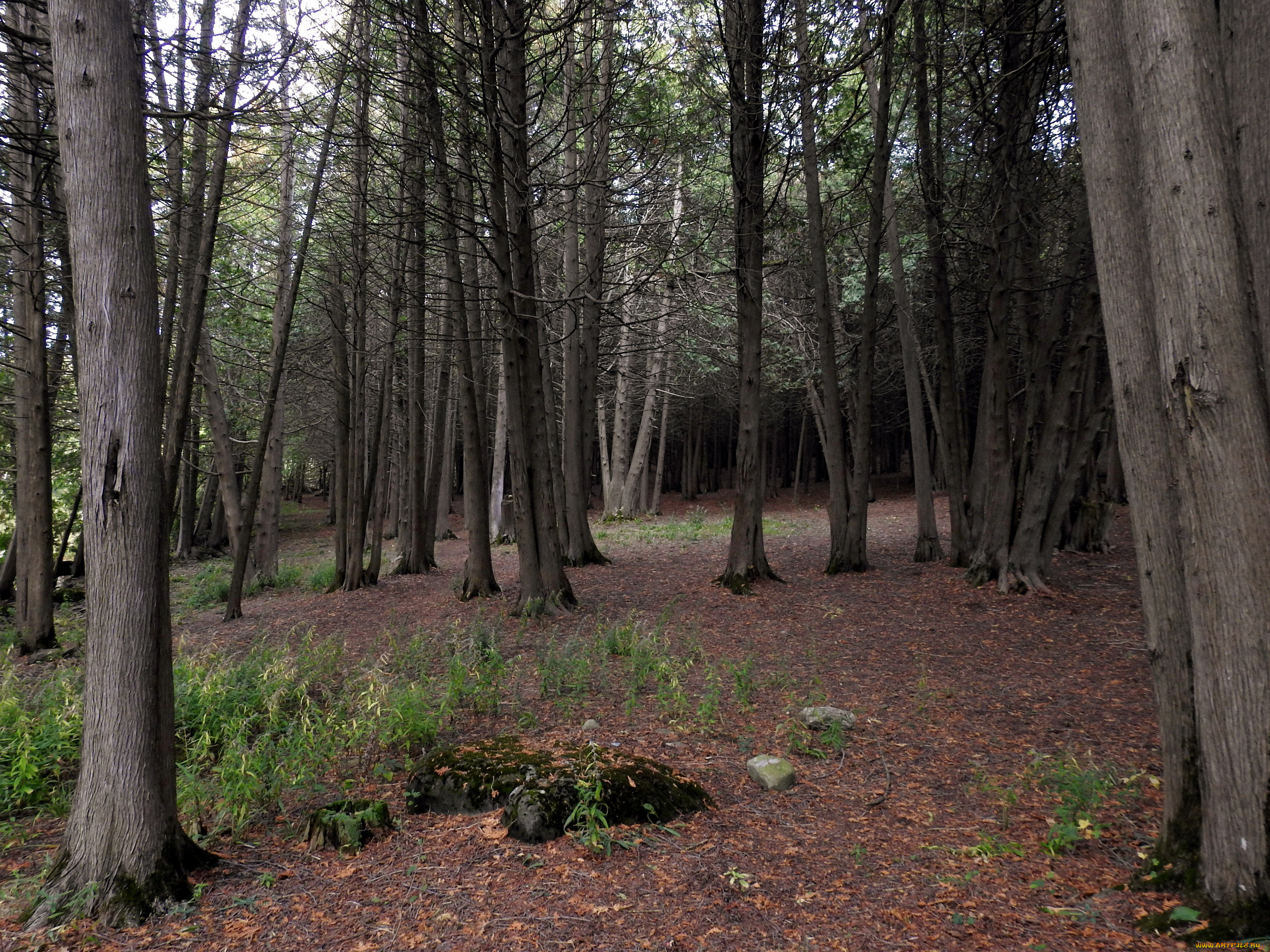 природа, лес, сосны