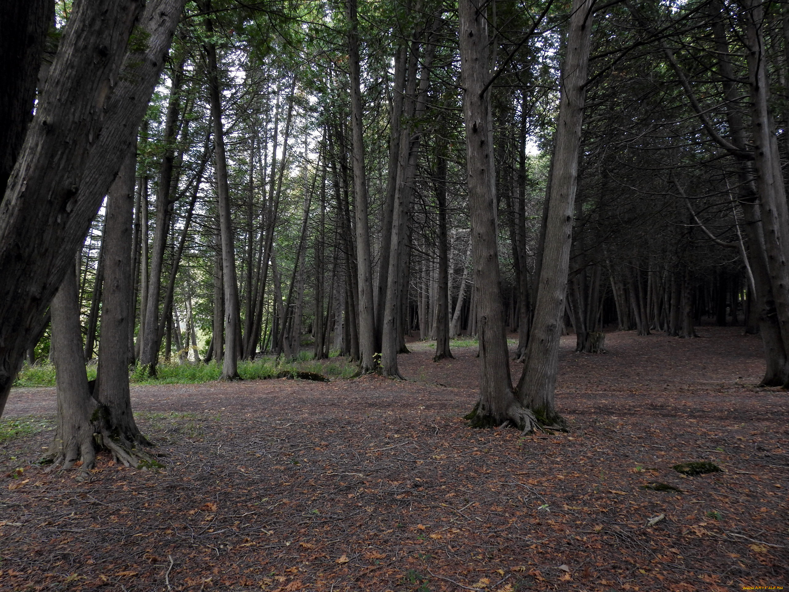 природа, лес, сосны