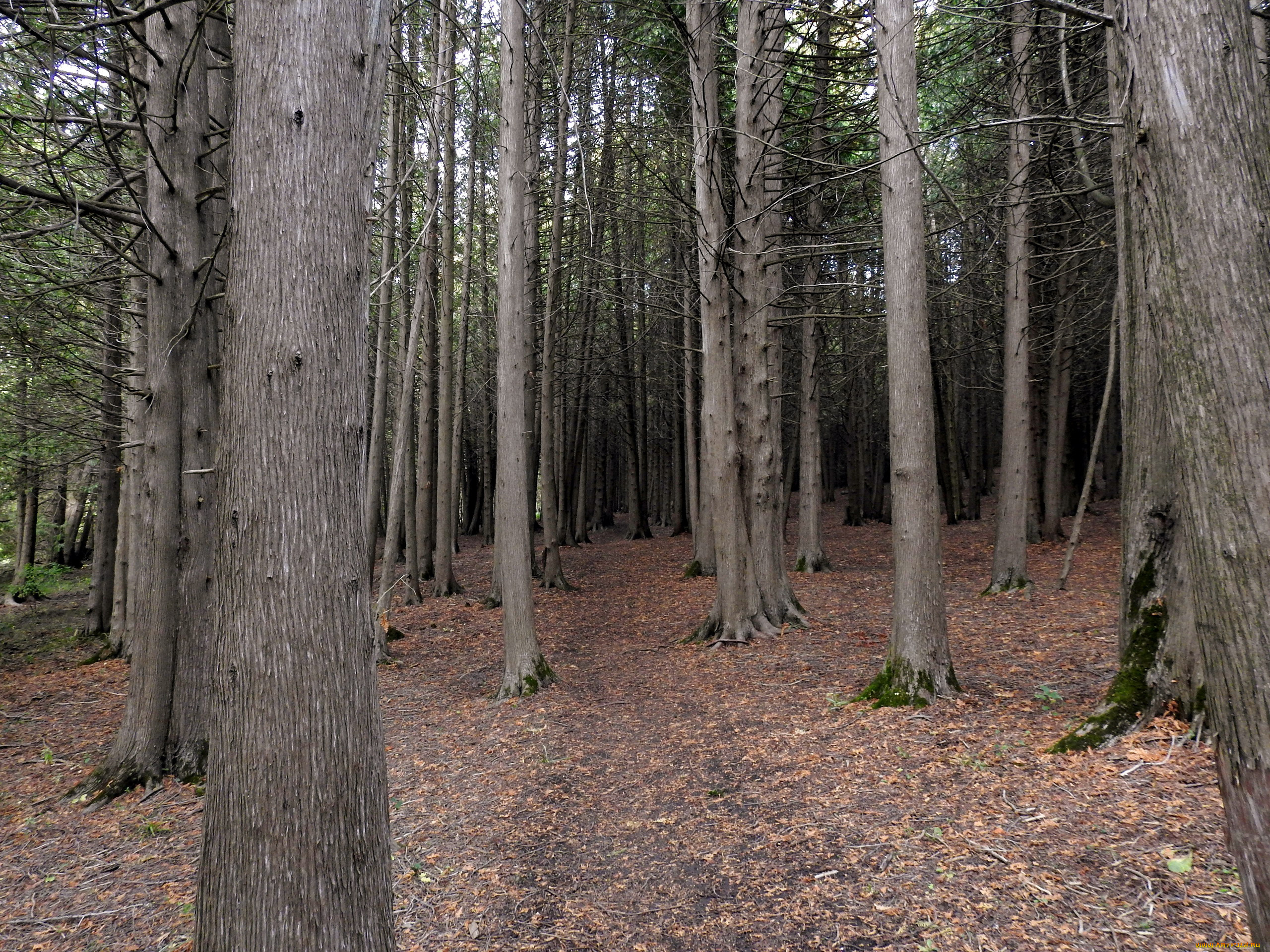 природа, лес, сосны, стволы