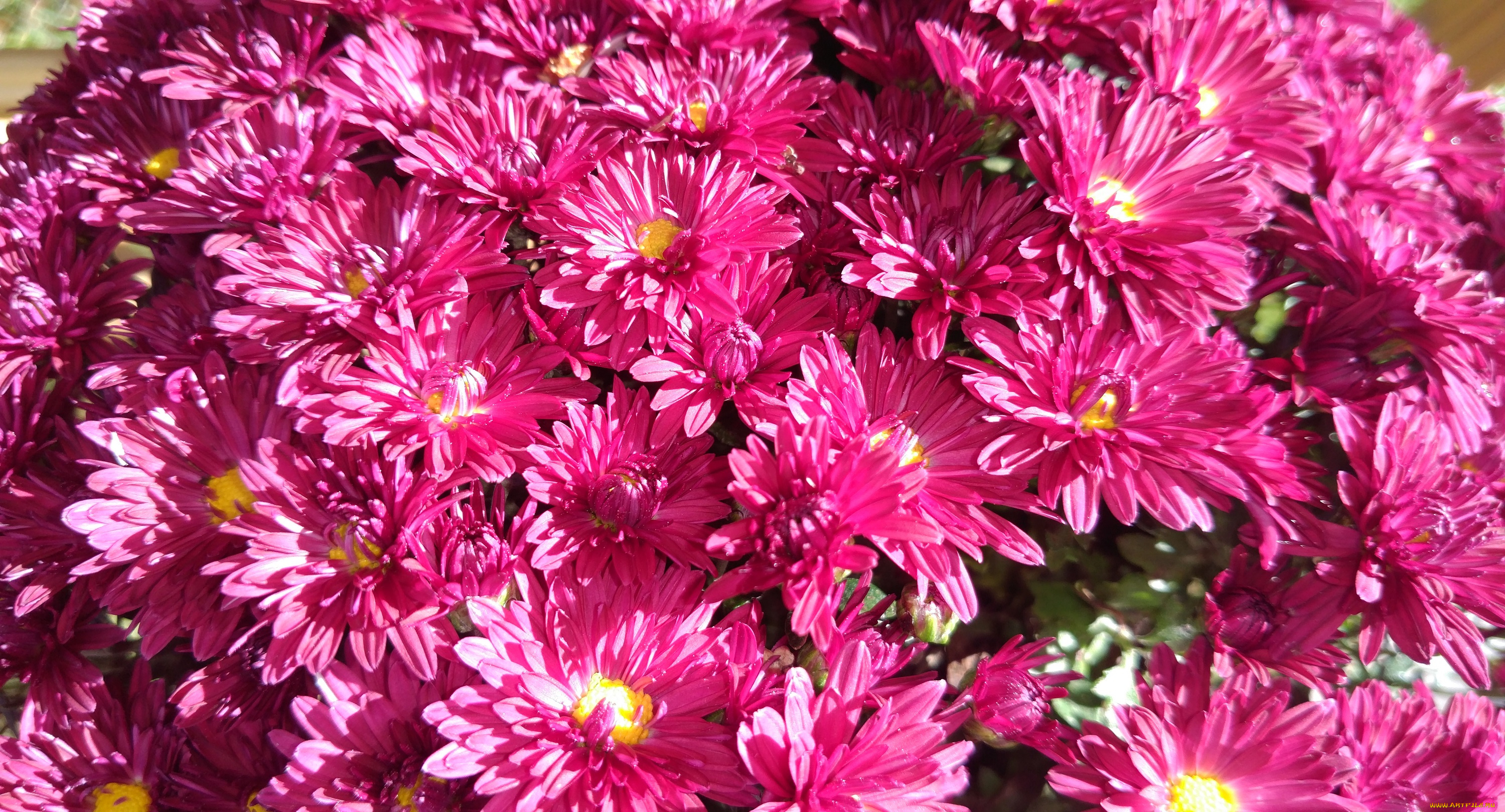 цветы, хризантемы, октябрь, 2017, осень