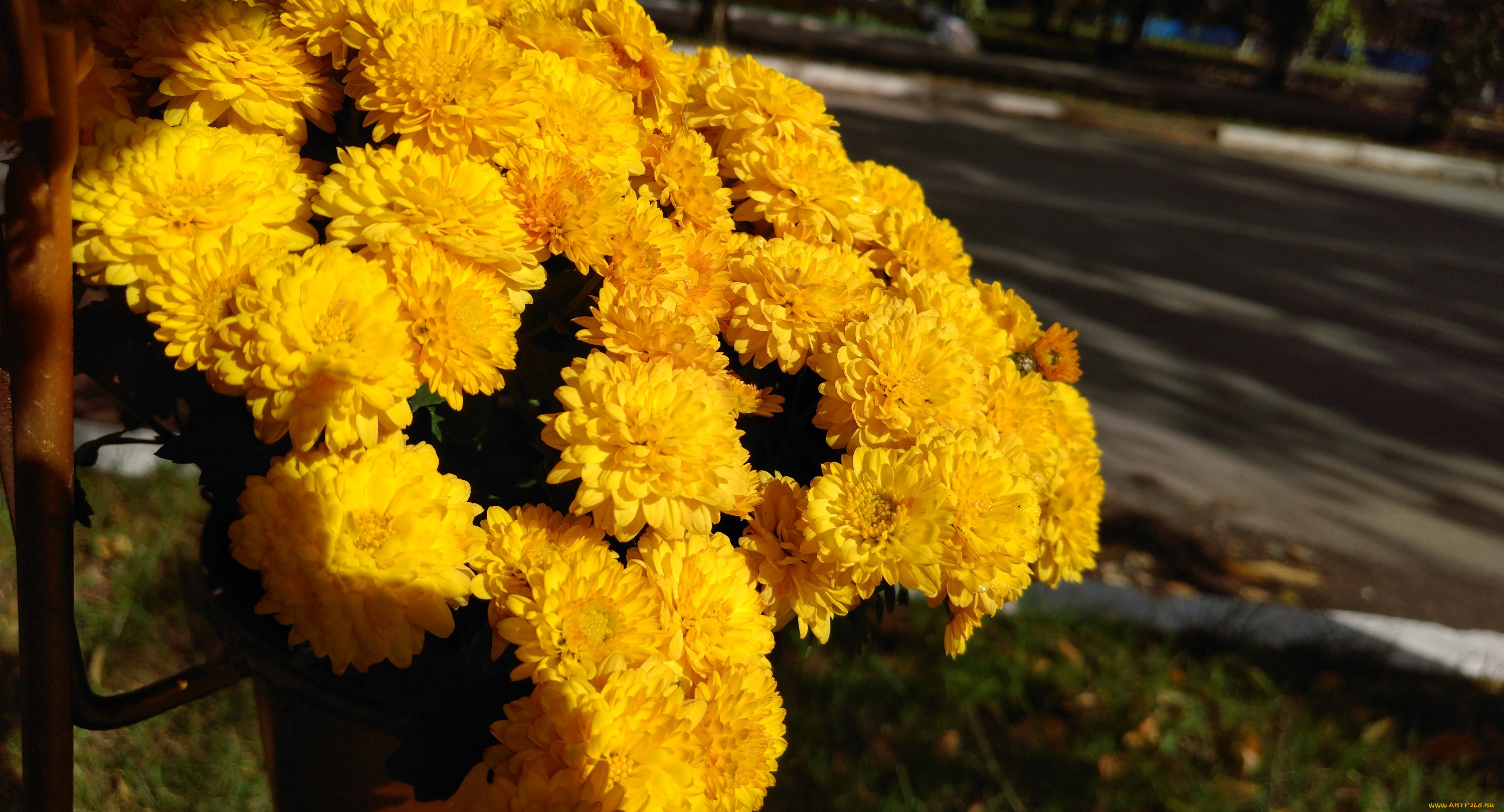 цветы, хризантемы, осень, октябрь, 2017