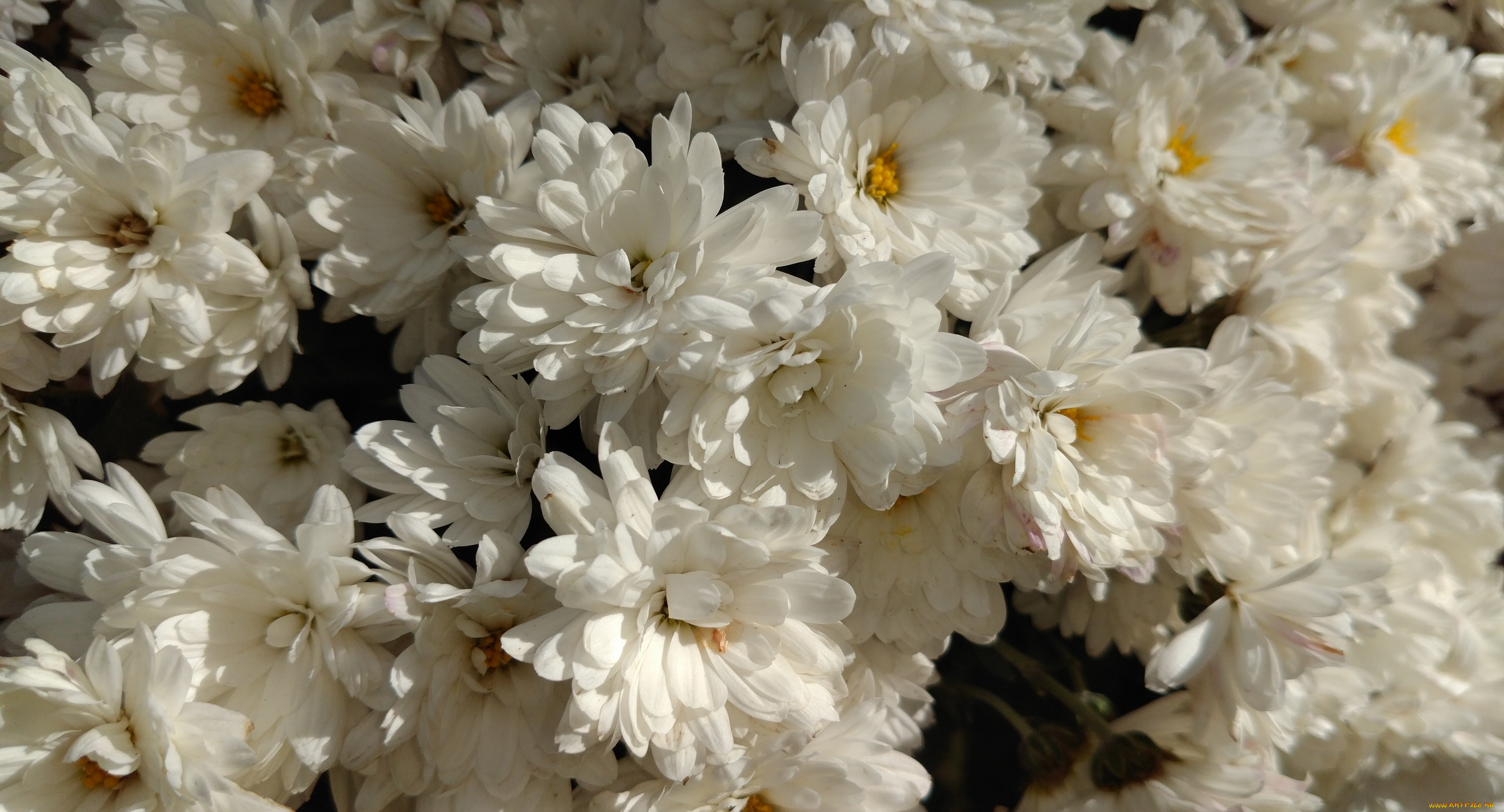 цветы, хризантемы, осень, октябрь, 2017