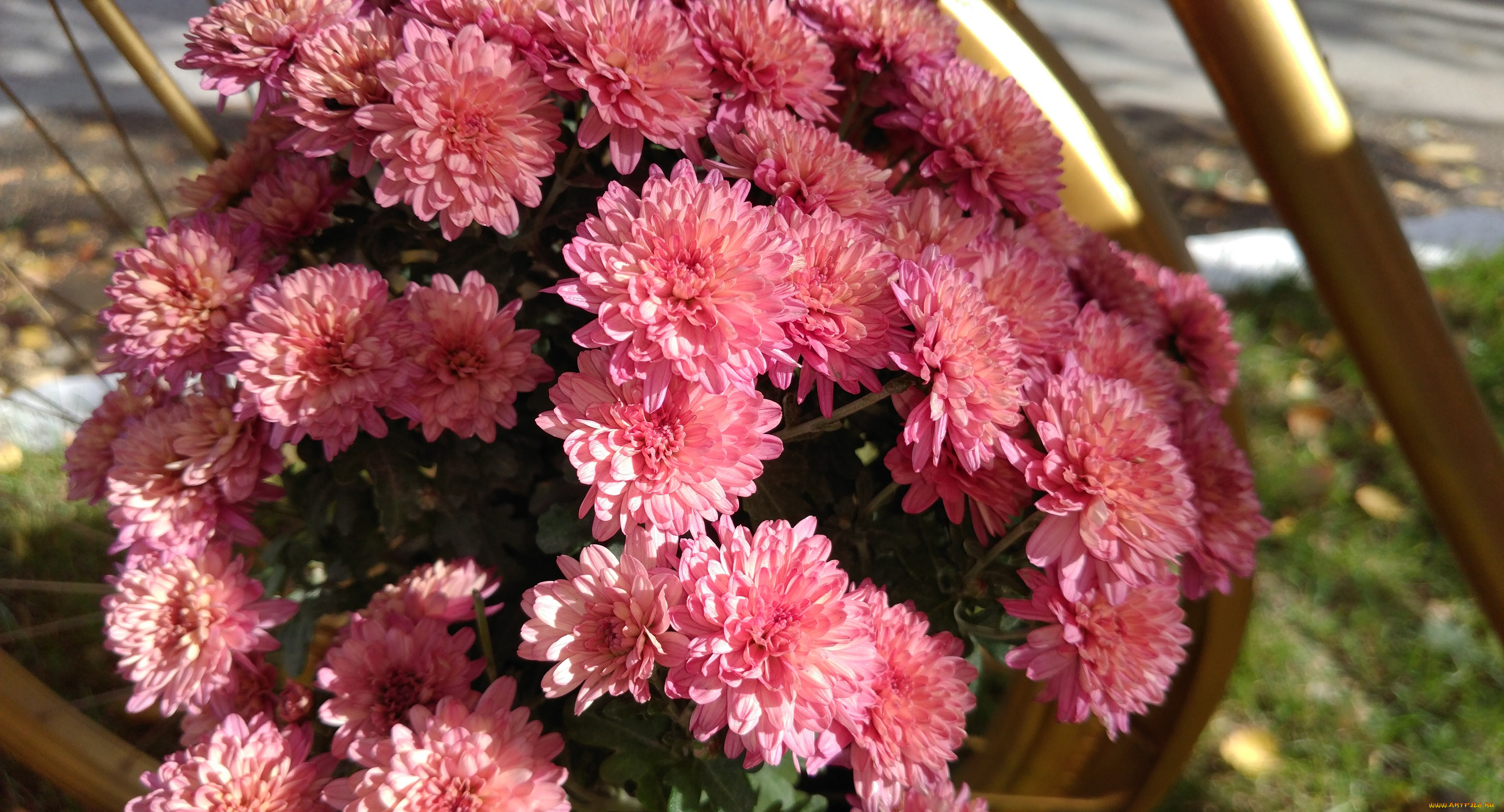 цветы, хризантемы, осень, октябрь, 2017